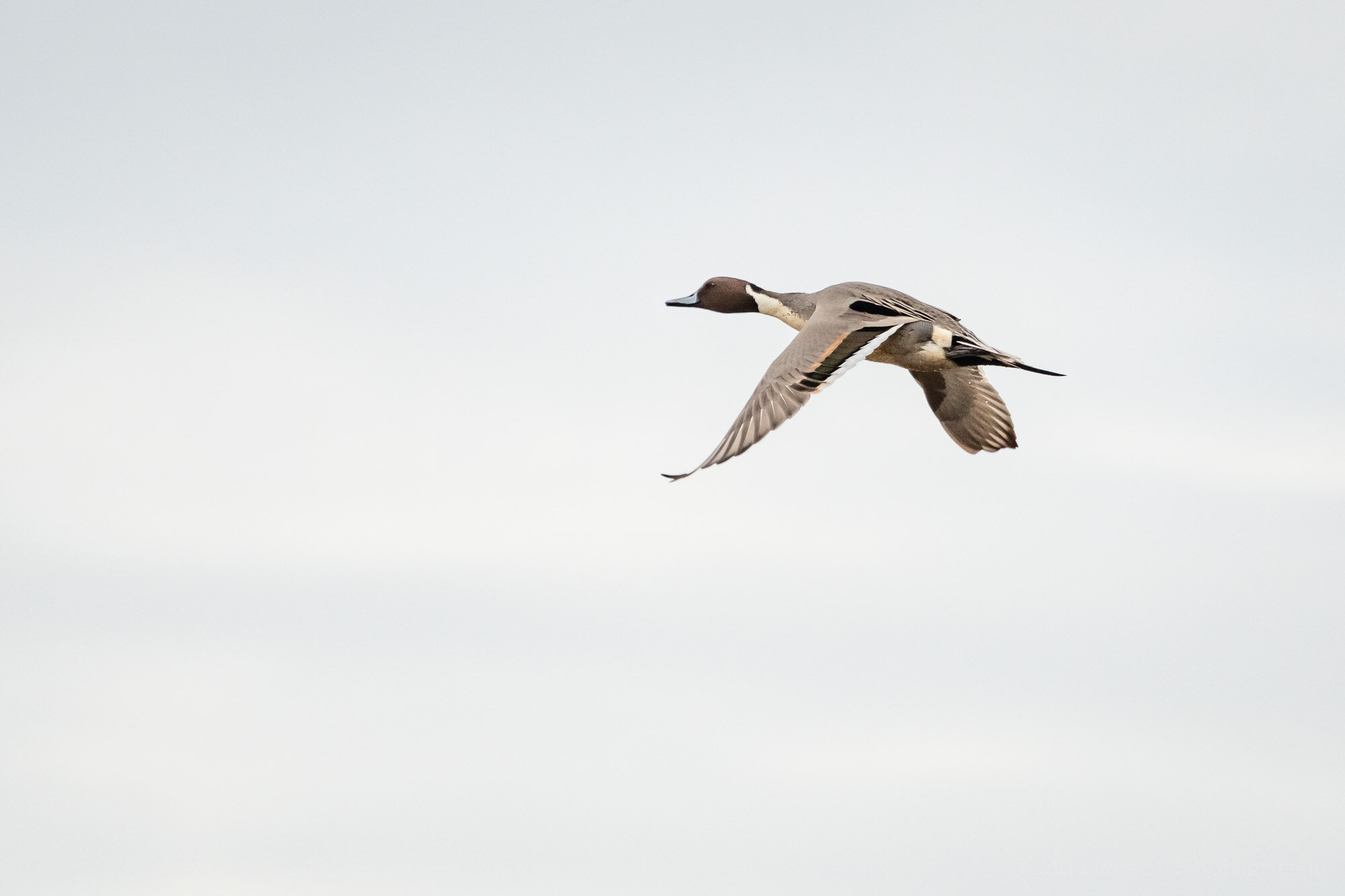 Flight of the Northern Pintail — Todd Henson Photography