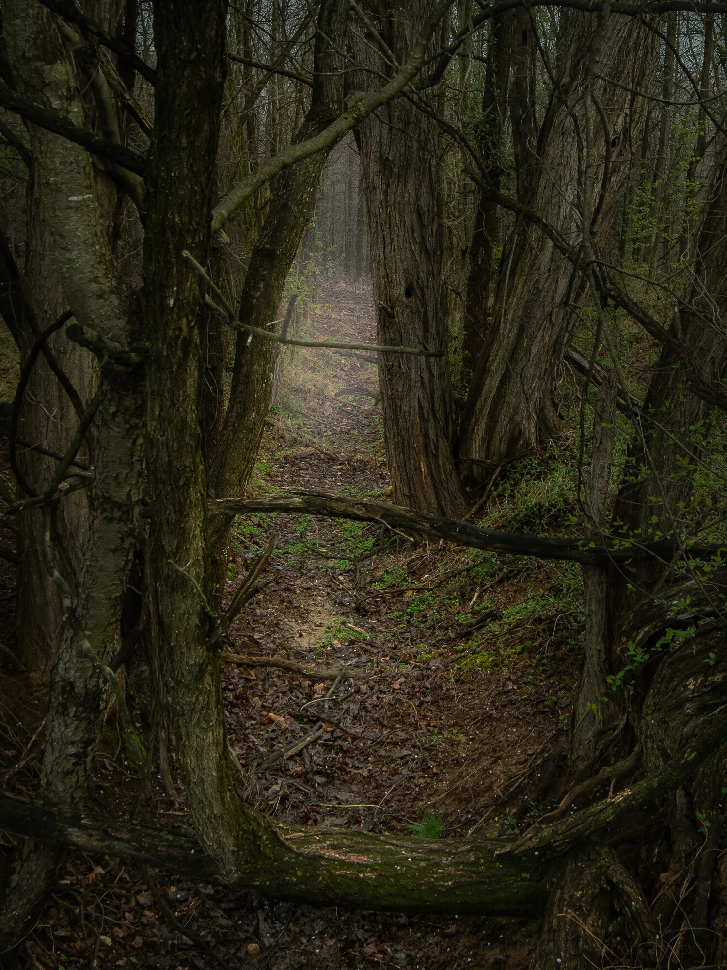 Do You Dare Follow The Path?