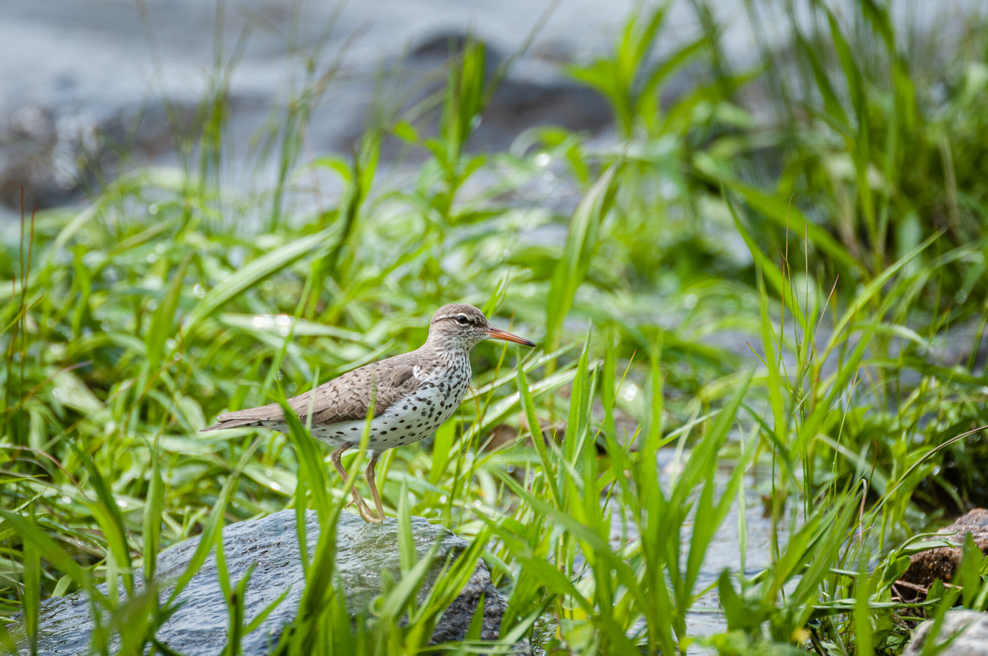 Posing Spotted Sandpiper