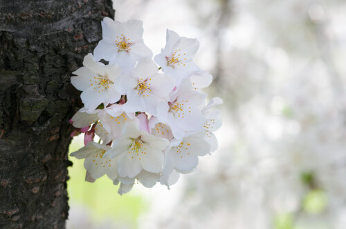 Aperture and Depth of Field with Cherry Blossoms — Todd Henson Photography