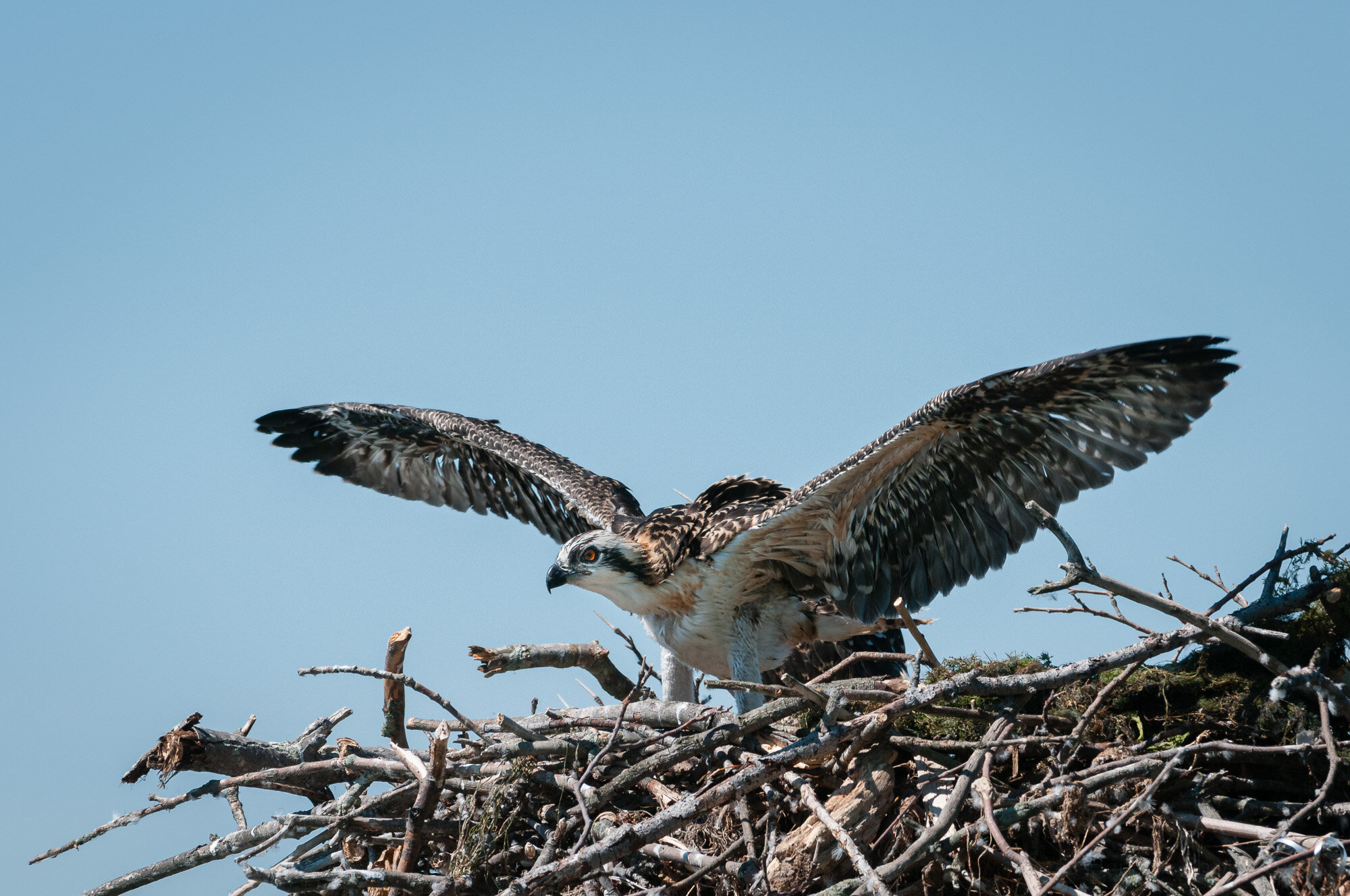 Osprey Almost Ready to Fledge