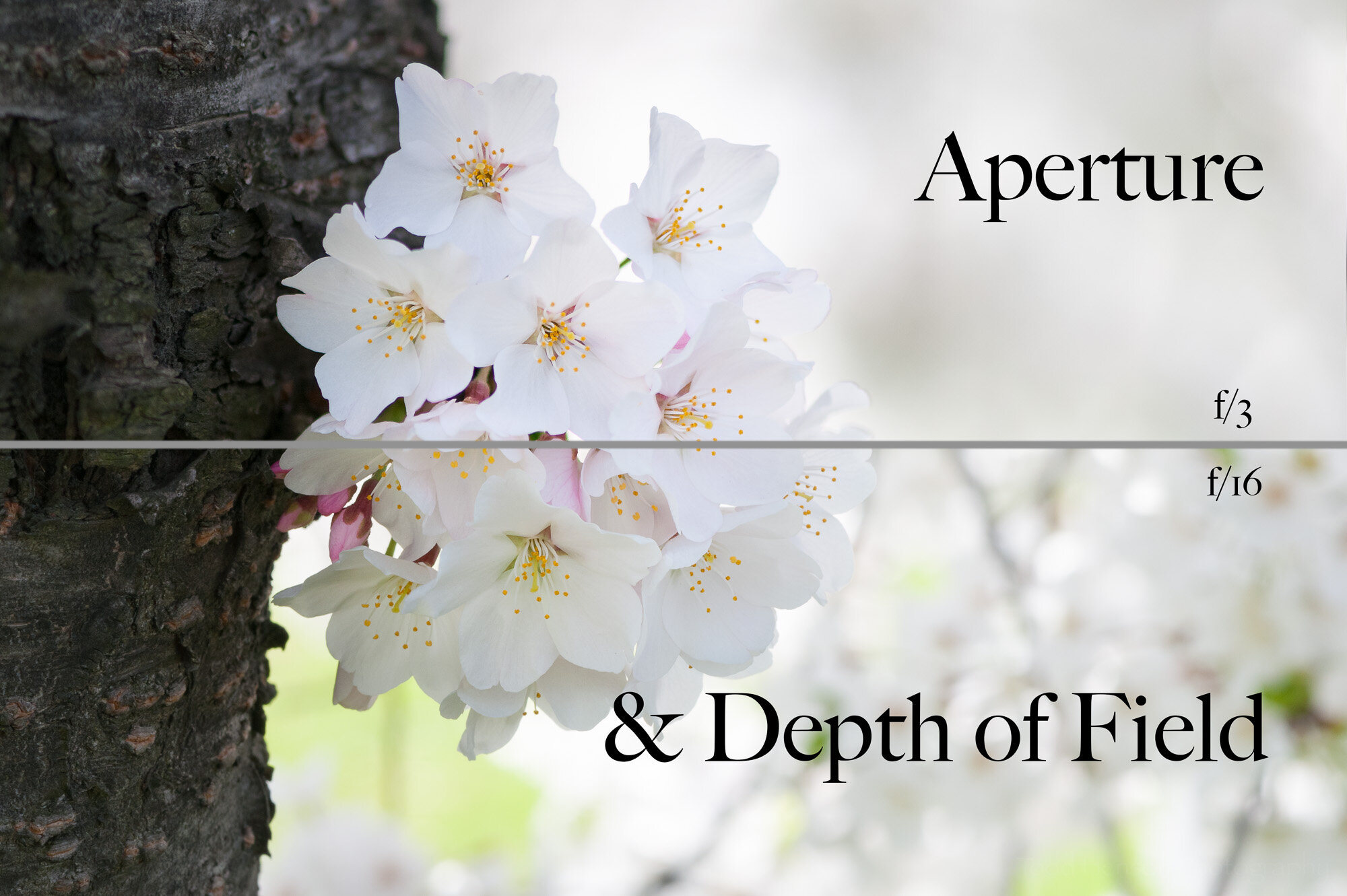 Aperture &amp; Depth of Field with Cherry Blossoms