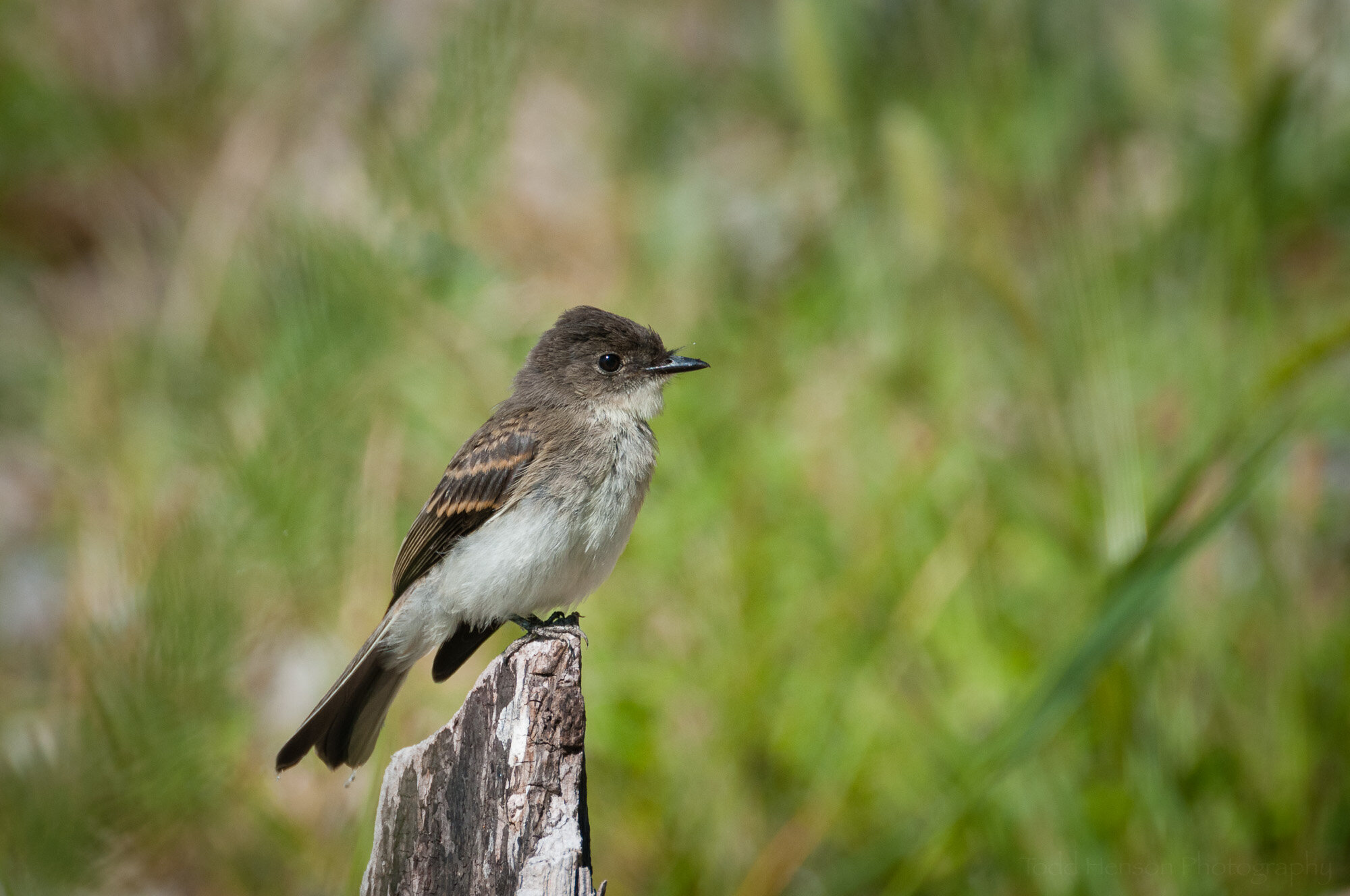 Pewee on a Perch