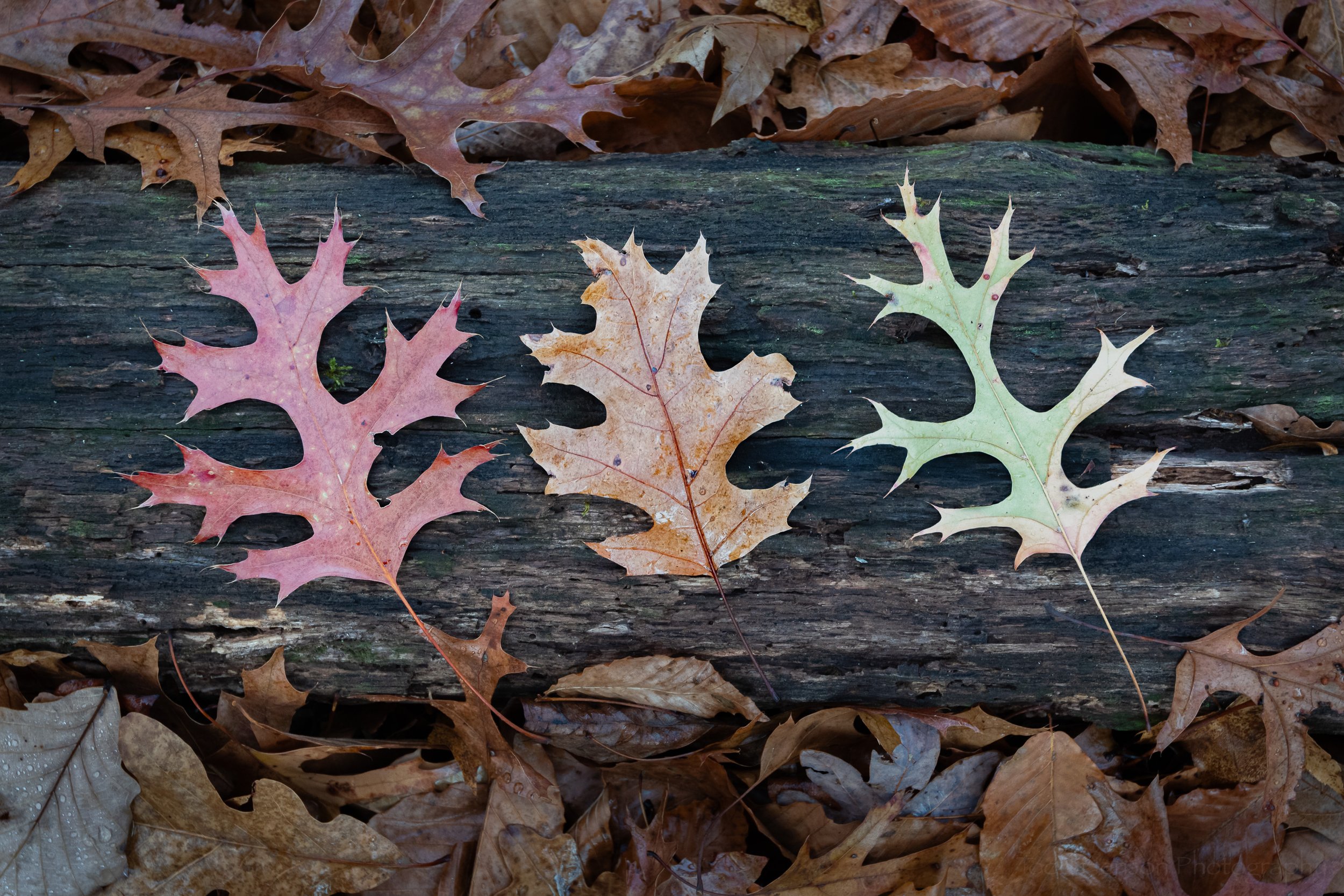 mid-november-oak-leaves_THP.jpg