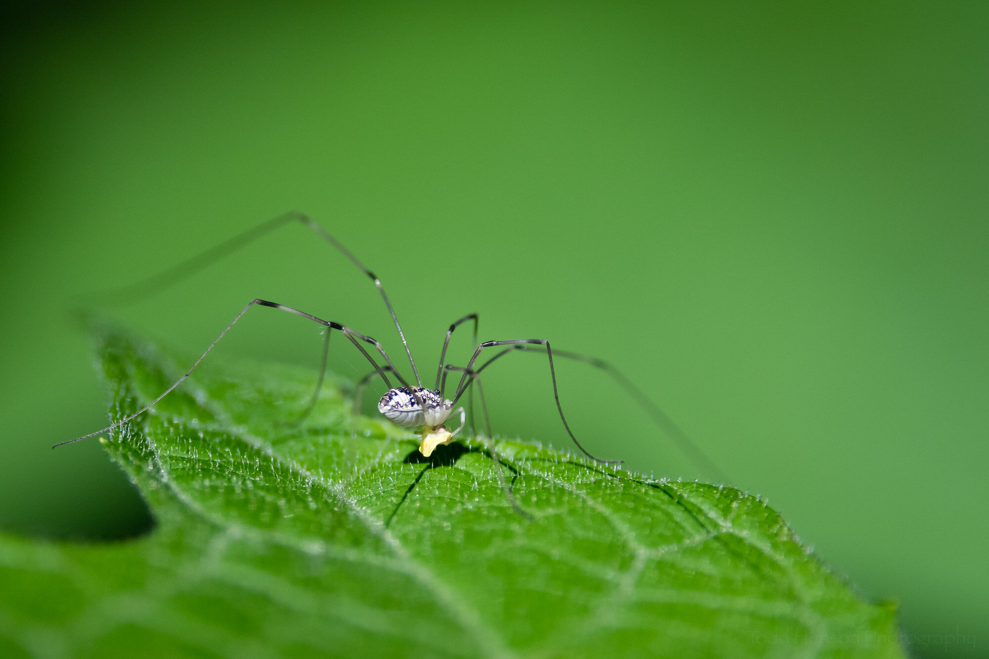 What Is the Harvestman Harvesting?