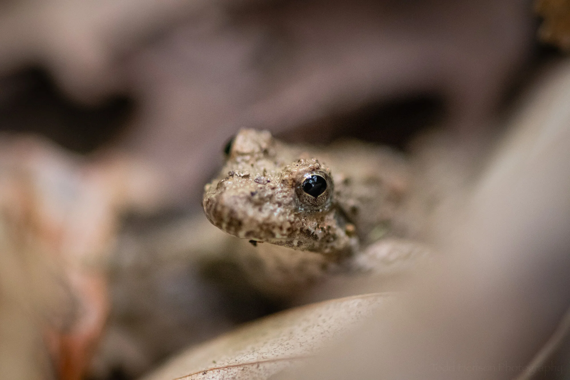 Approaching a Small Toad — Todd Henson Photography