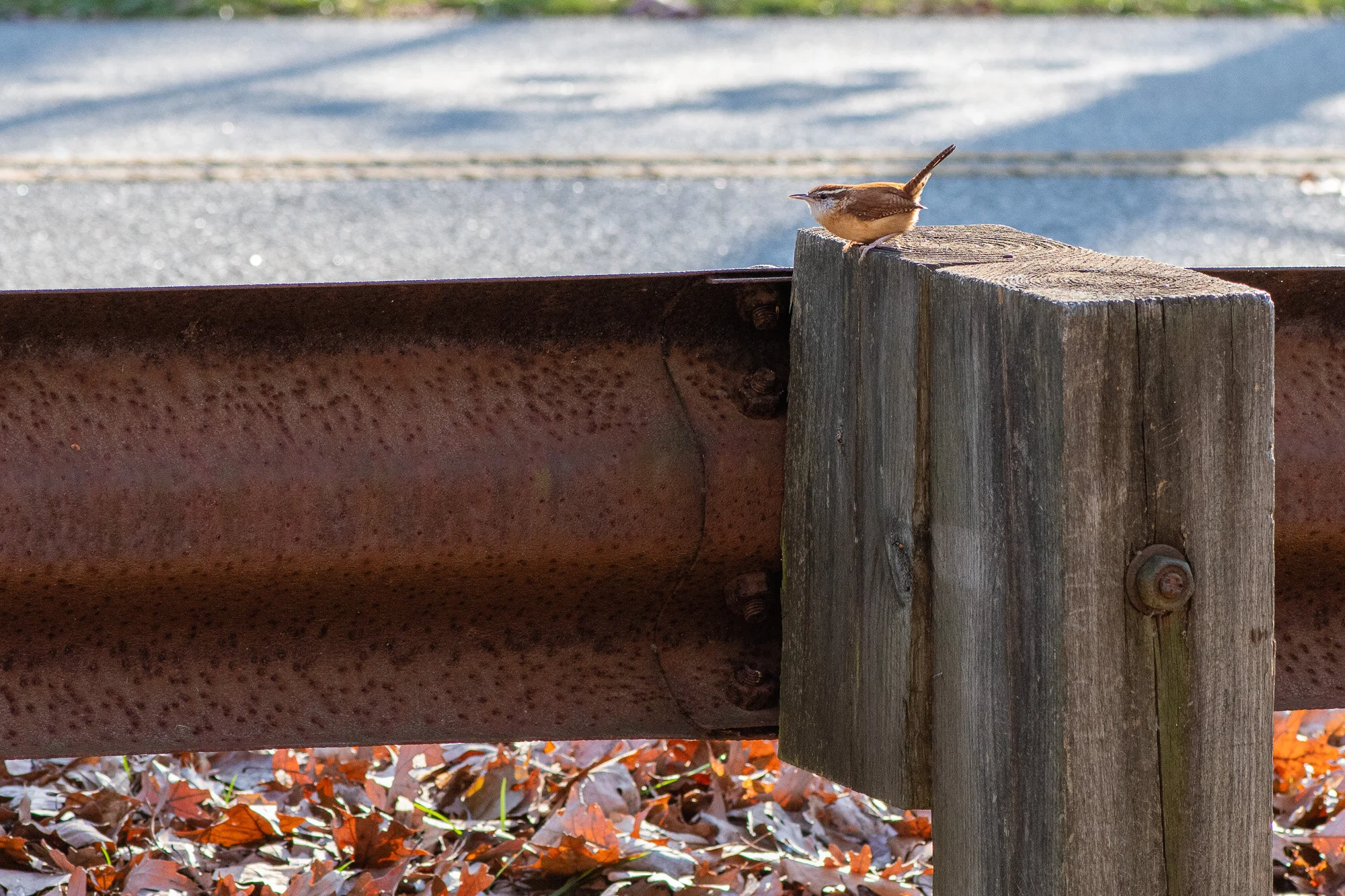 A Wren and the Guard Rail
