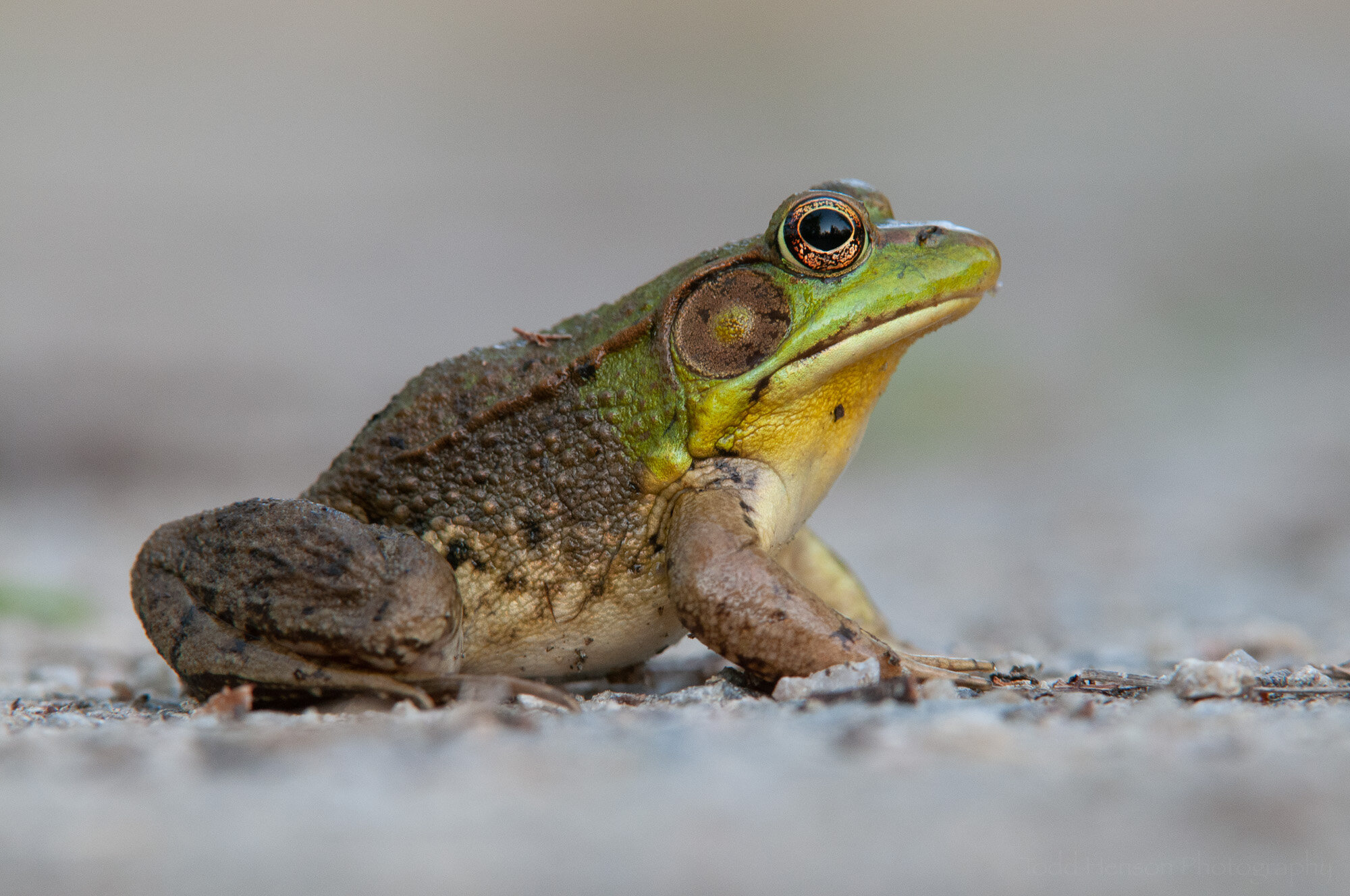  Portrait of a Green Frog: Before 