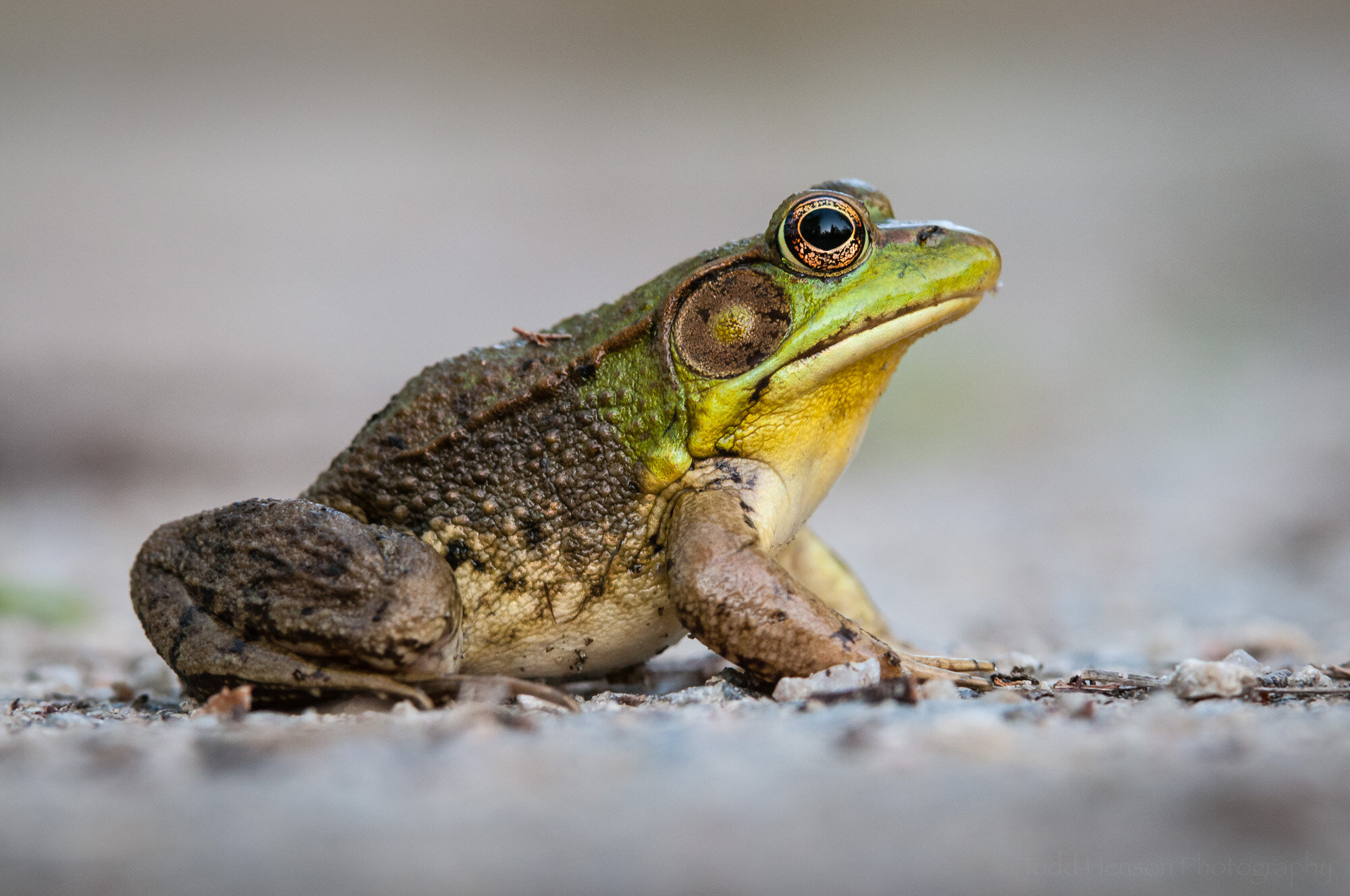  Portrait of a Green Frog: After 