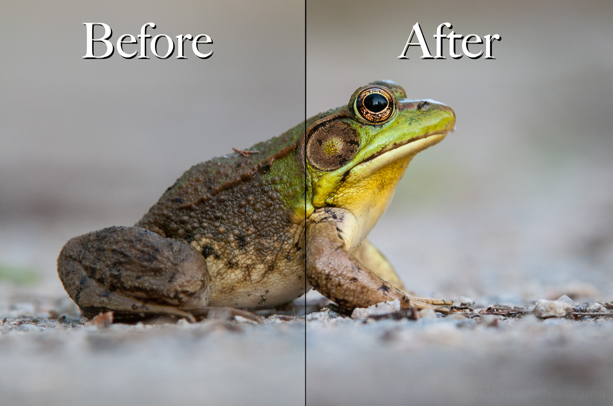 Green Frog - Before &amp; After