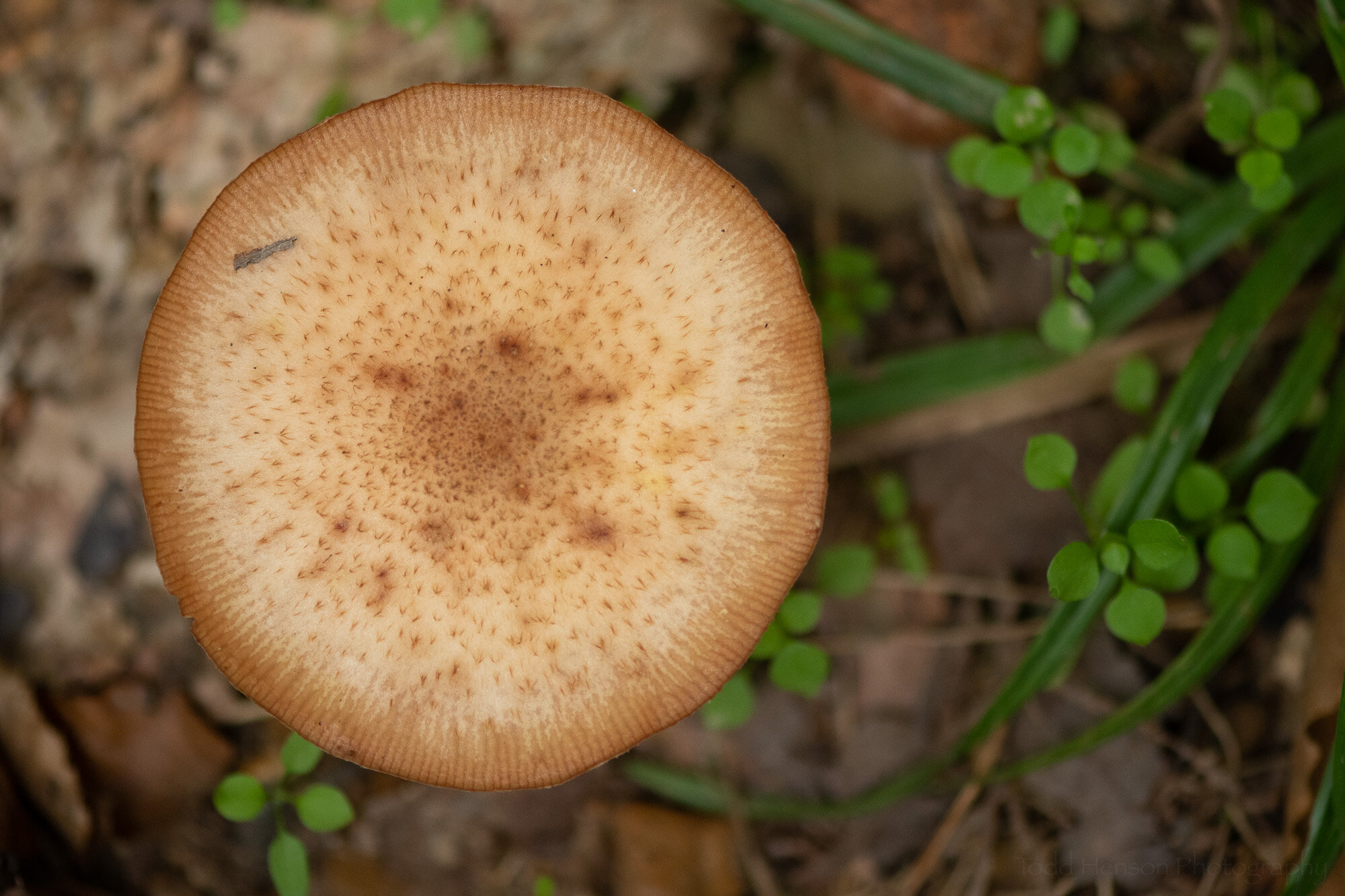 Top View of Mushroom