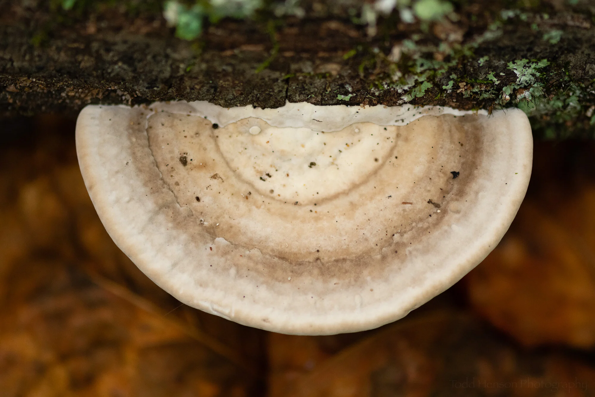 Variations on a Theme: Mushrooms