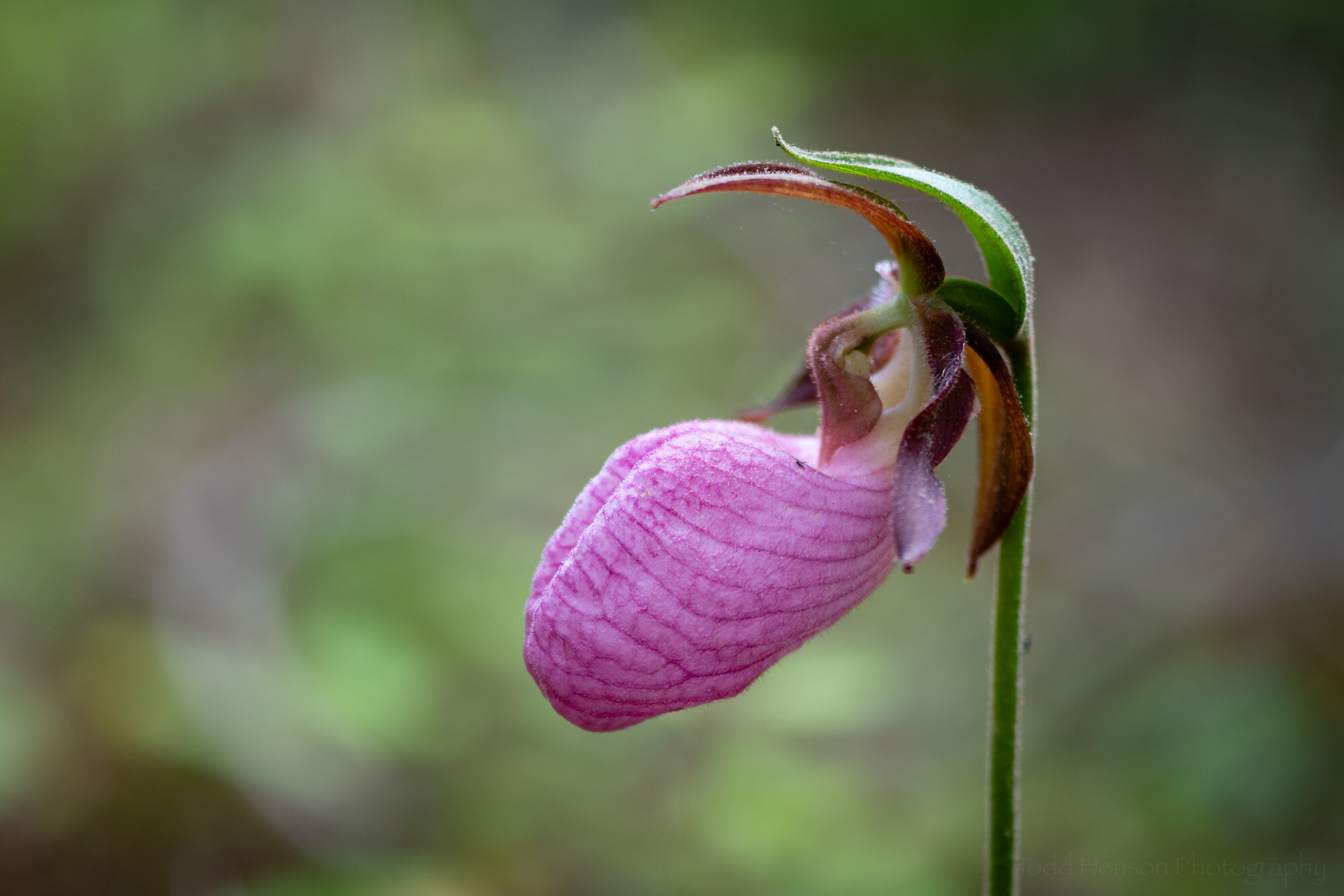 Lady's Slippers: Legends and Lore of This Unusual Wild Orchid - Farmers'  Almanac - Plan Your Day. Grow Your Life.