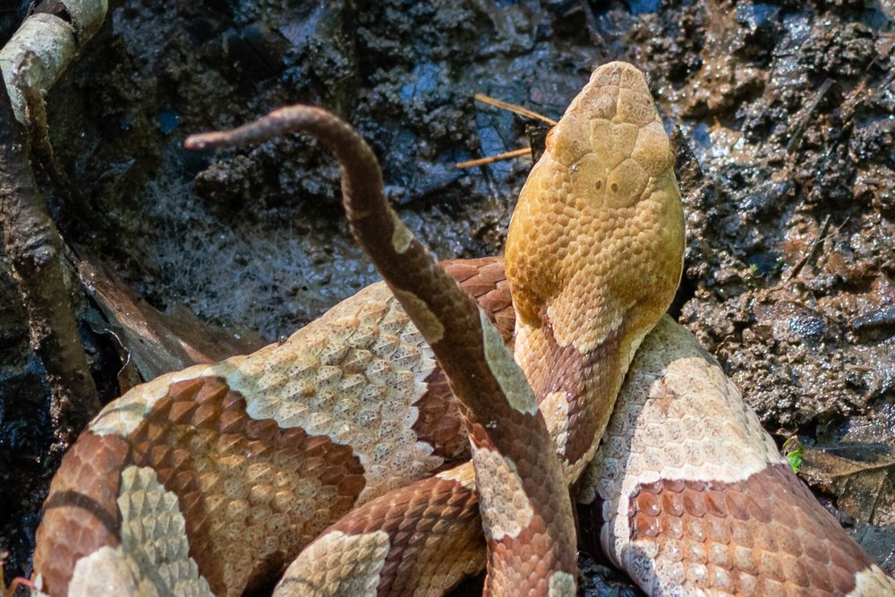 Copperhead Color Pattern Careful Where You Step - Eastern Copperhead — Todd Henson Photography