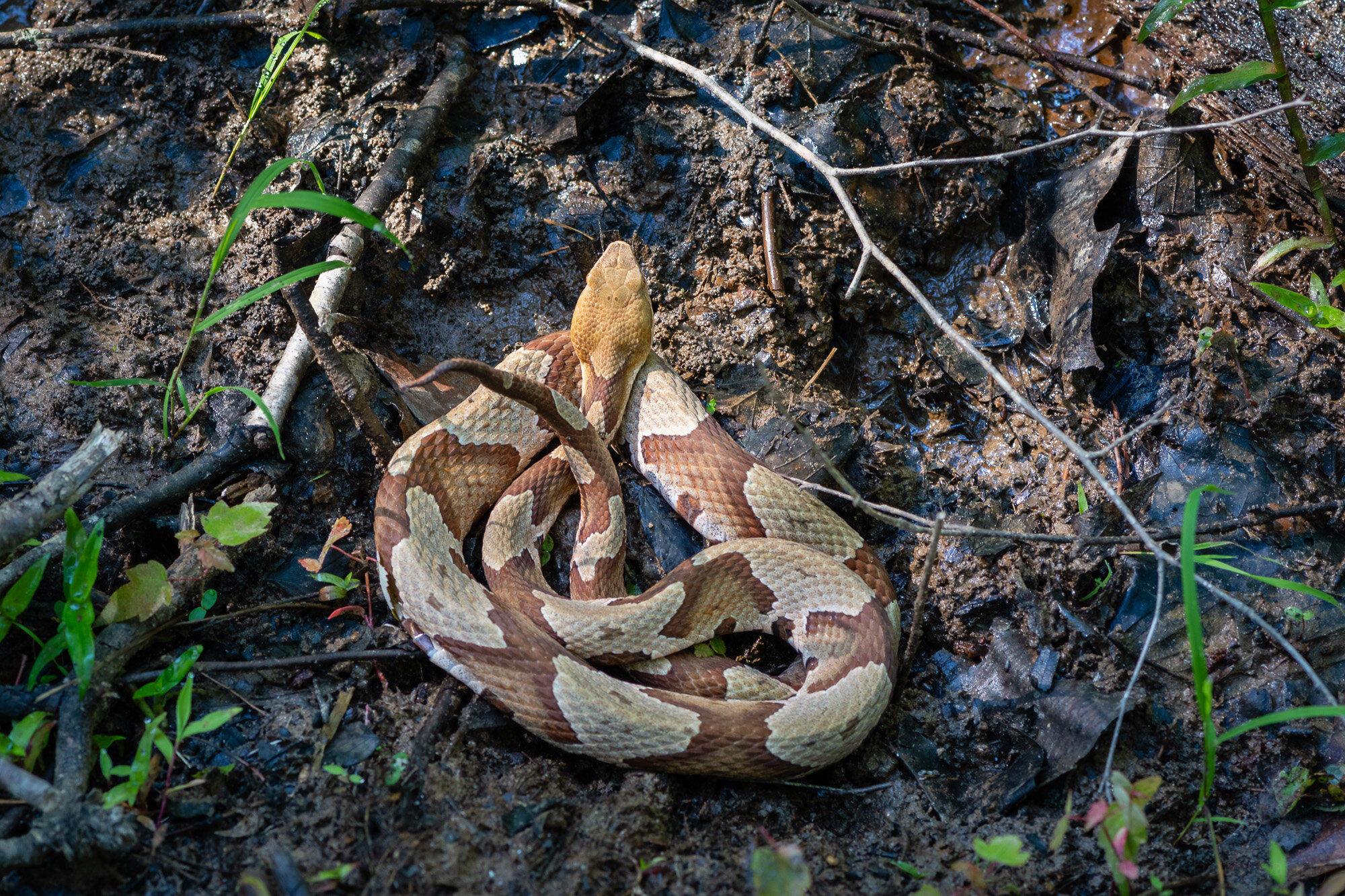 Eastern Copperhead (top view)