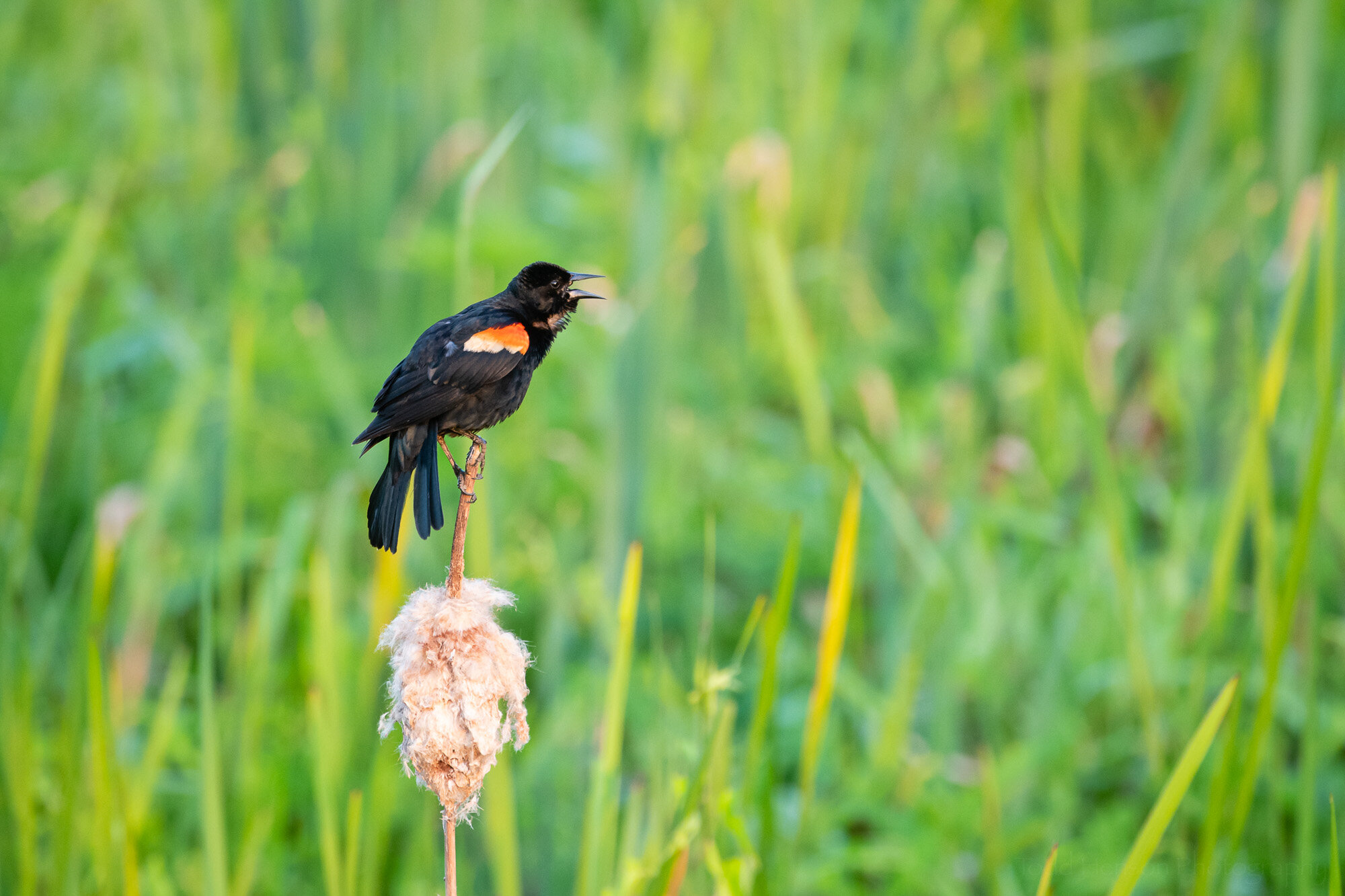 Morning Call of a Red-winged Blackbird