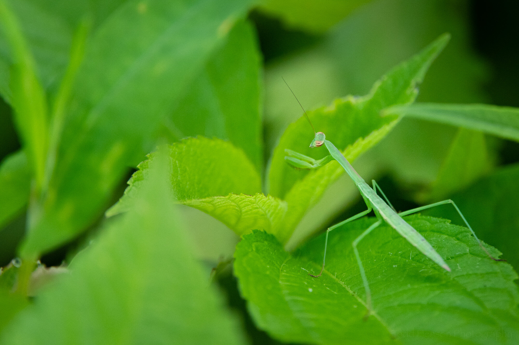 Green on Green - Mantis