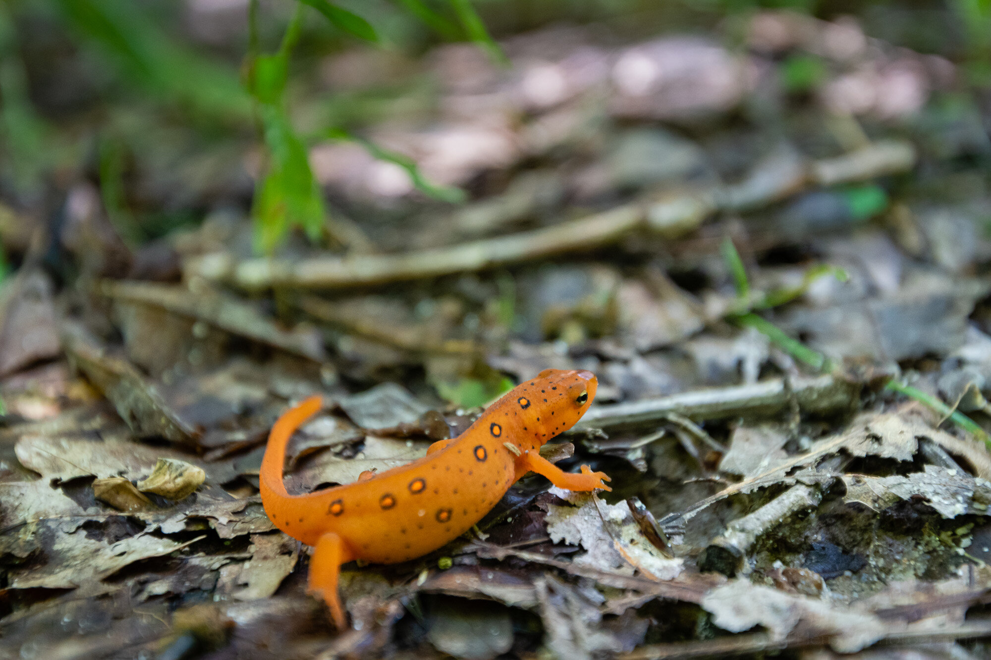 Red-spotted Newt #2