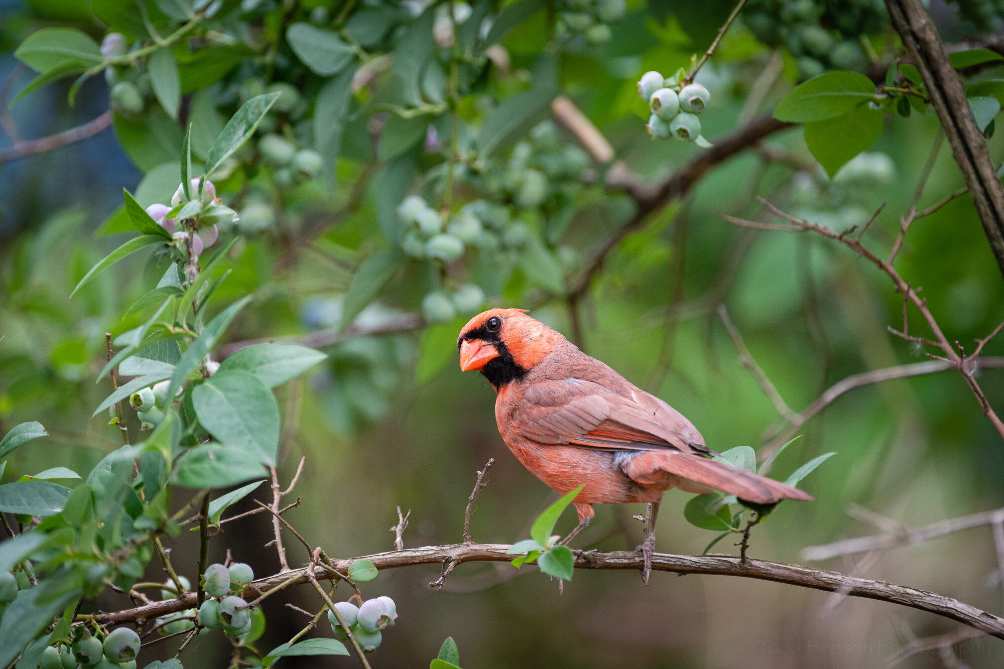 Male Northern Cardinal and Blueberries