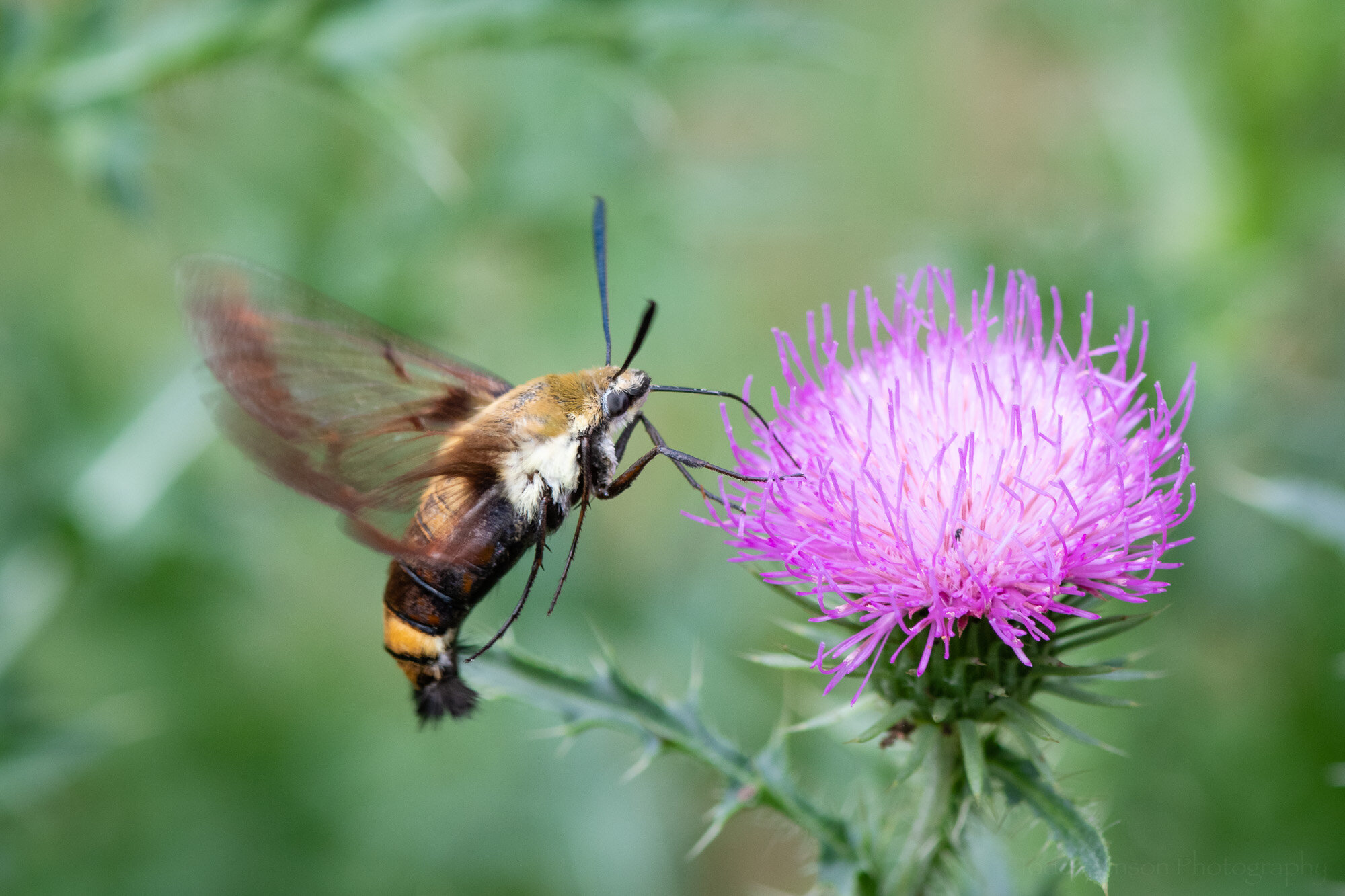 Snowberry Clearwing Moth on Thistle