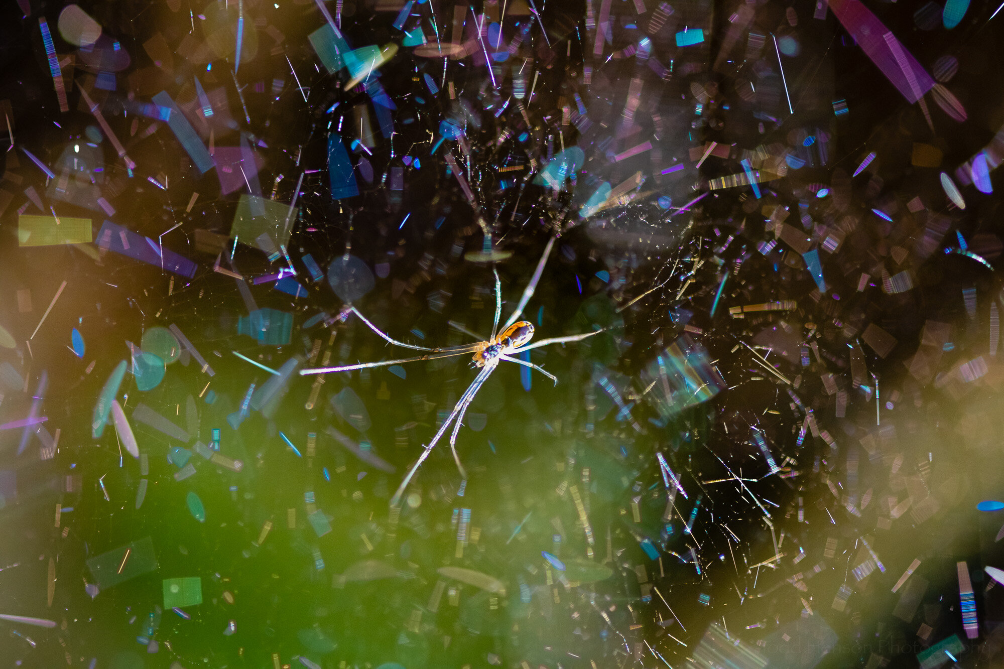 A Scintillating Spider Web