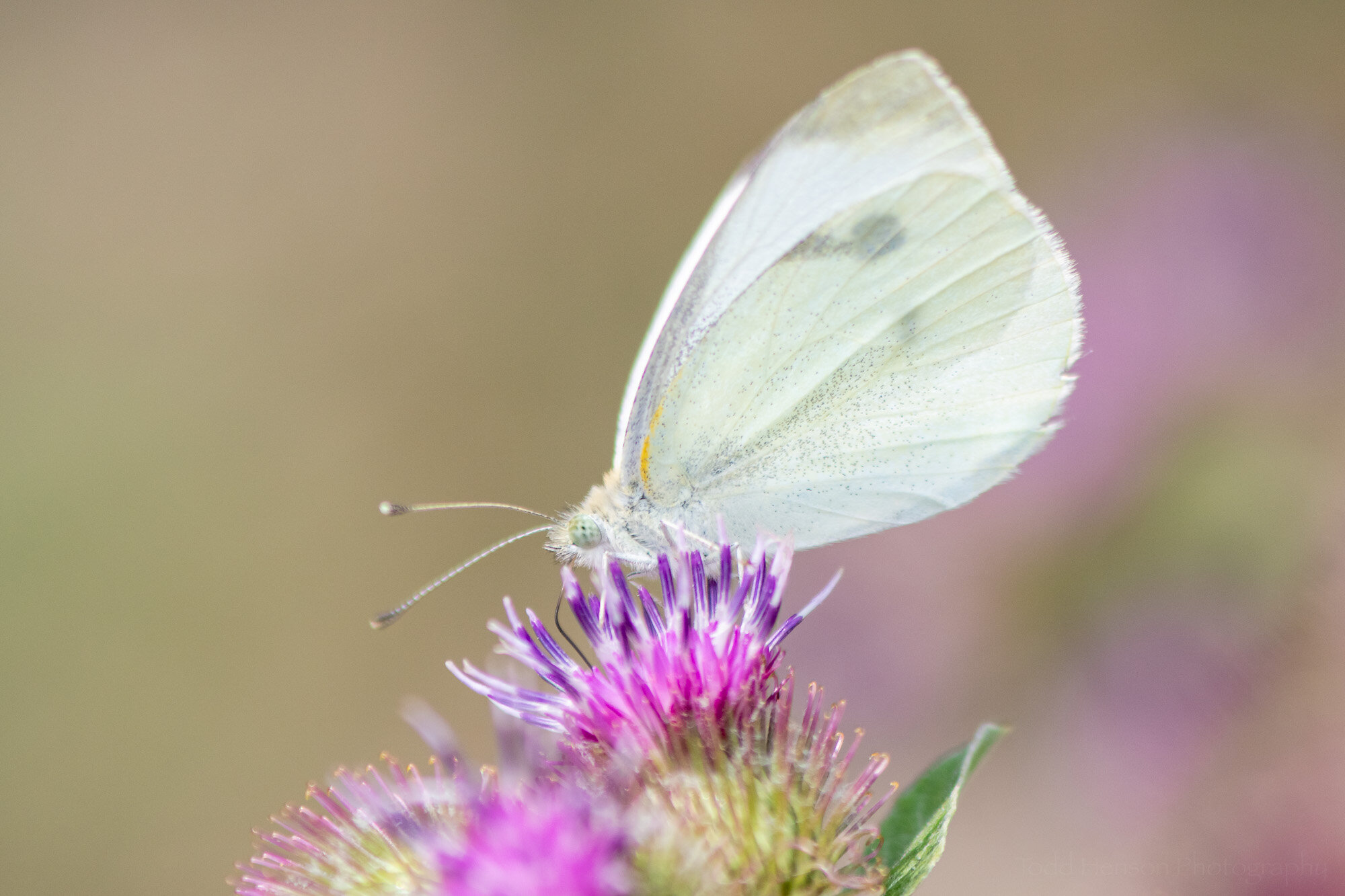 Cabbage White with a Streak of Yellow