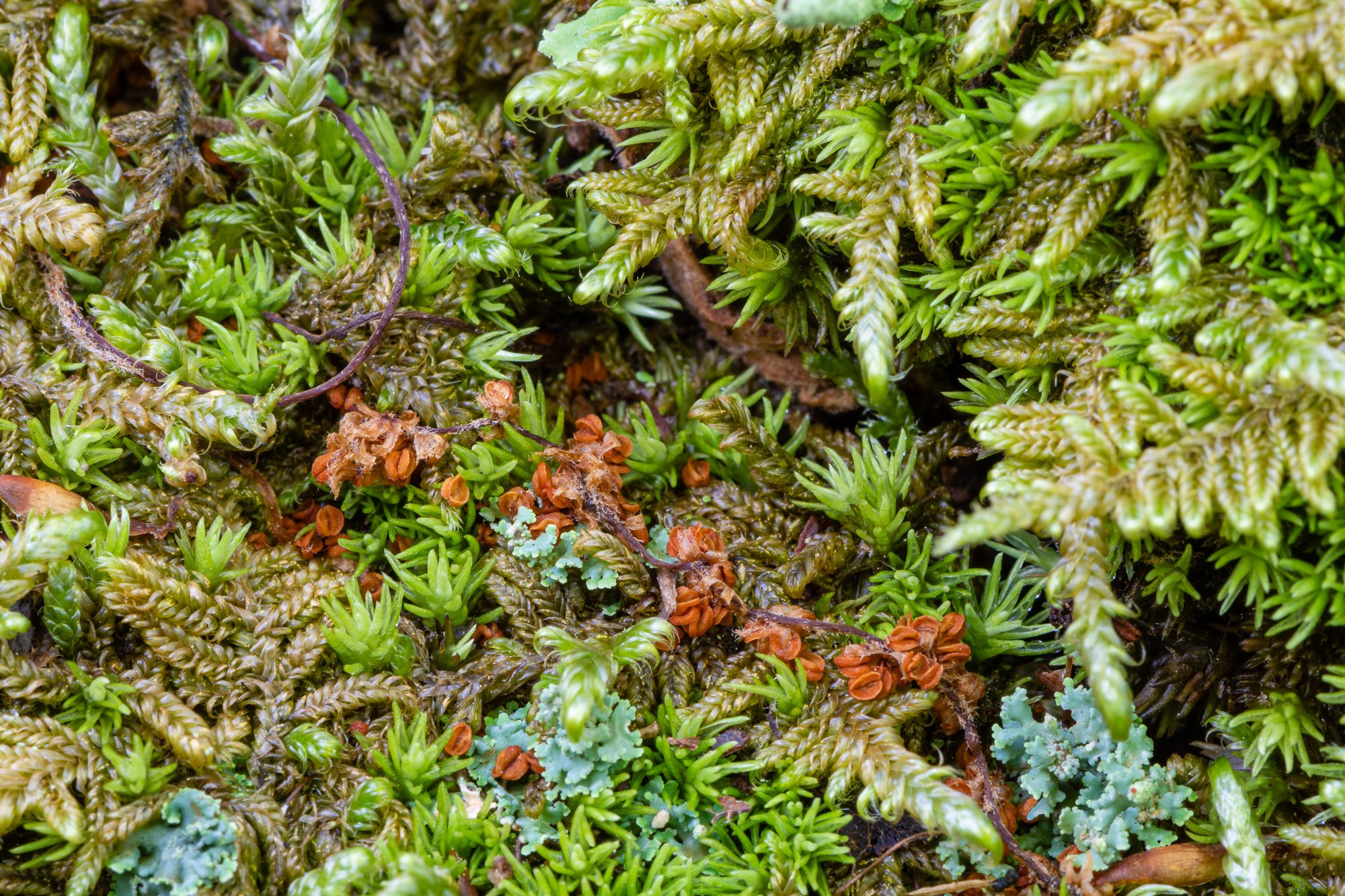 Moss &amp; Lichen on the Forest Floor