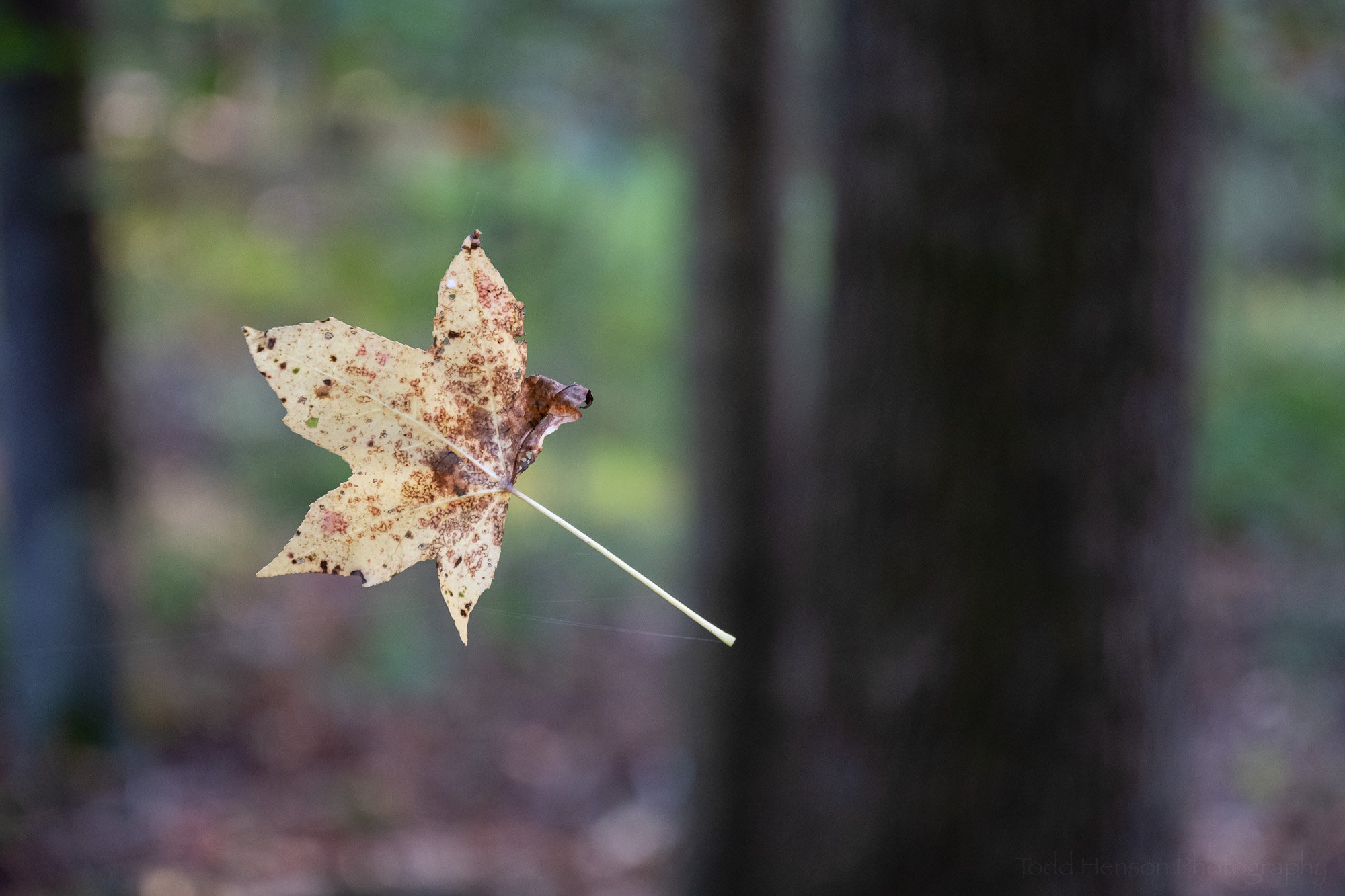 A Captured Falling Leaf