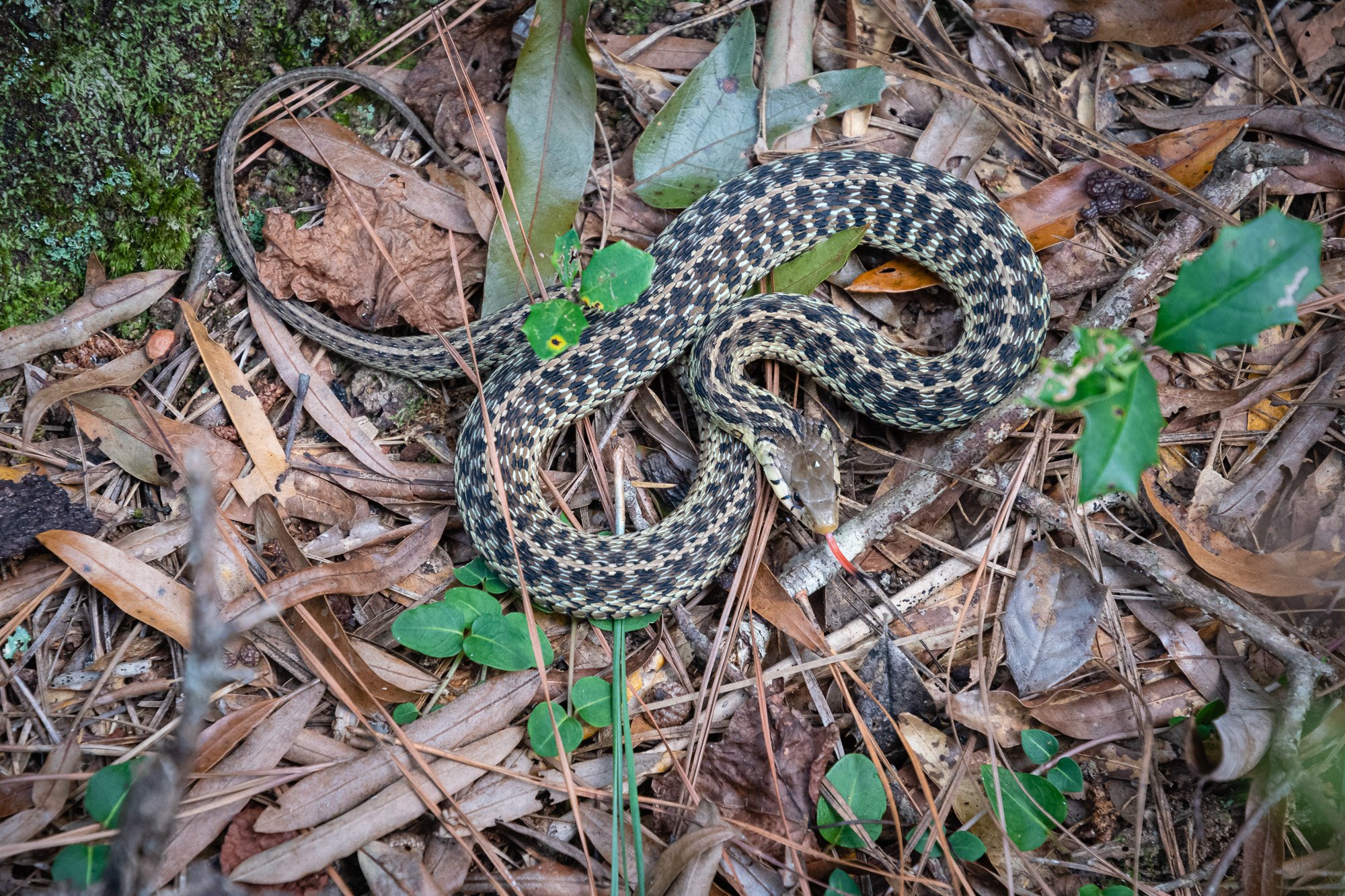 Garter Snake on Pine Needles