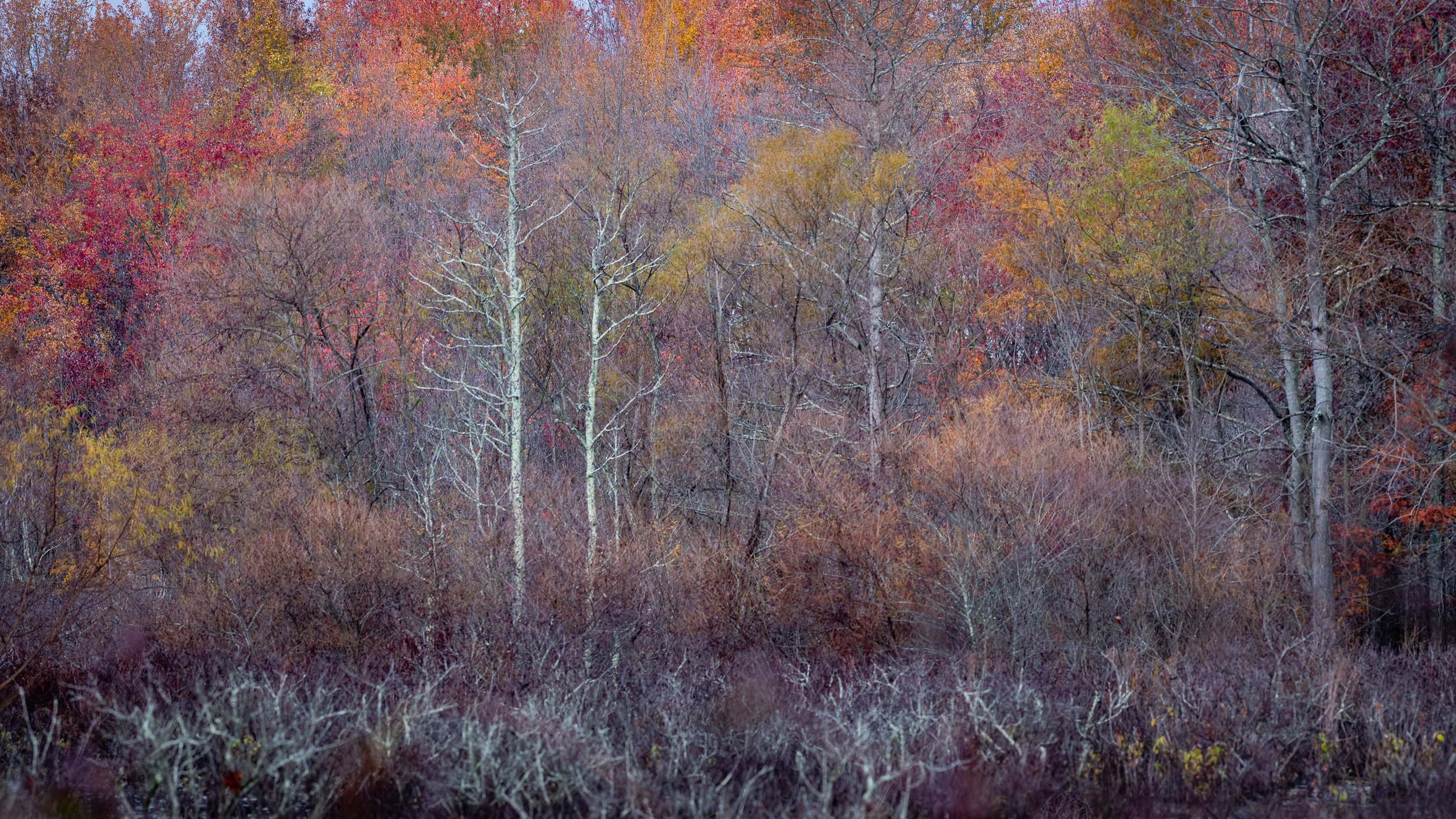Fall Foliage Along the Marsh