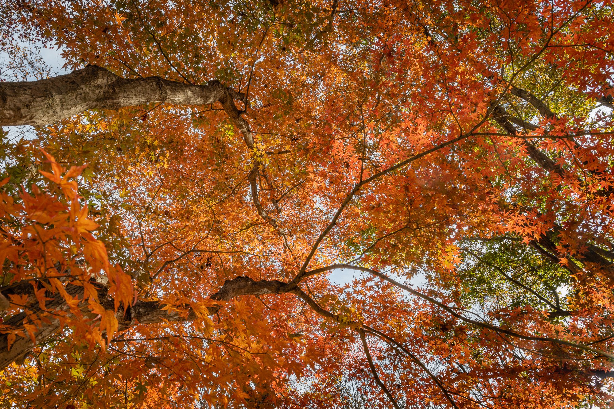 A Maple Canopy in Orange