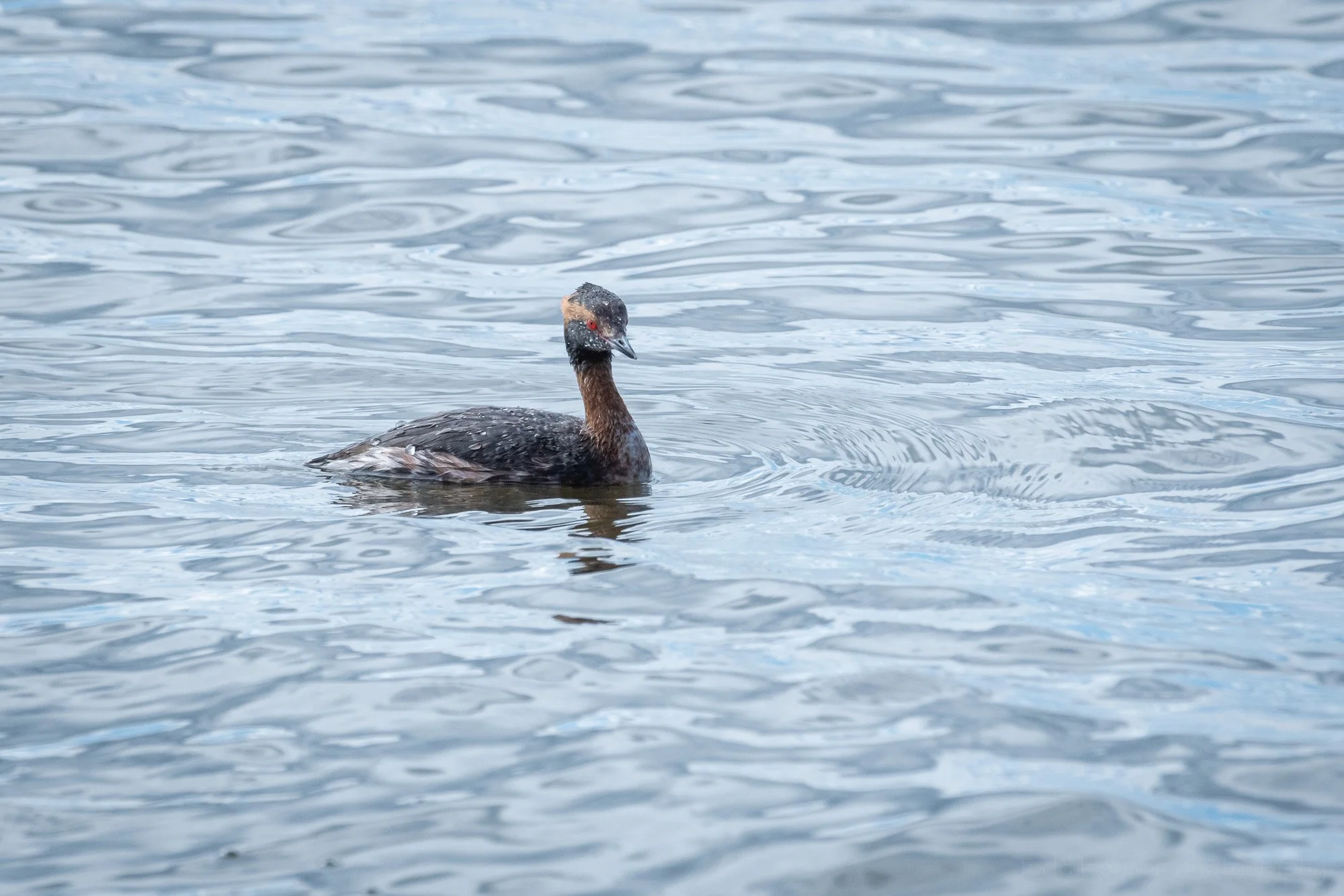 Three Grebes of Two Species