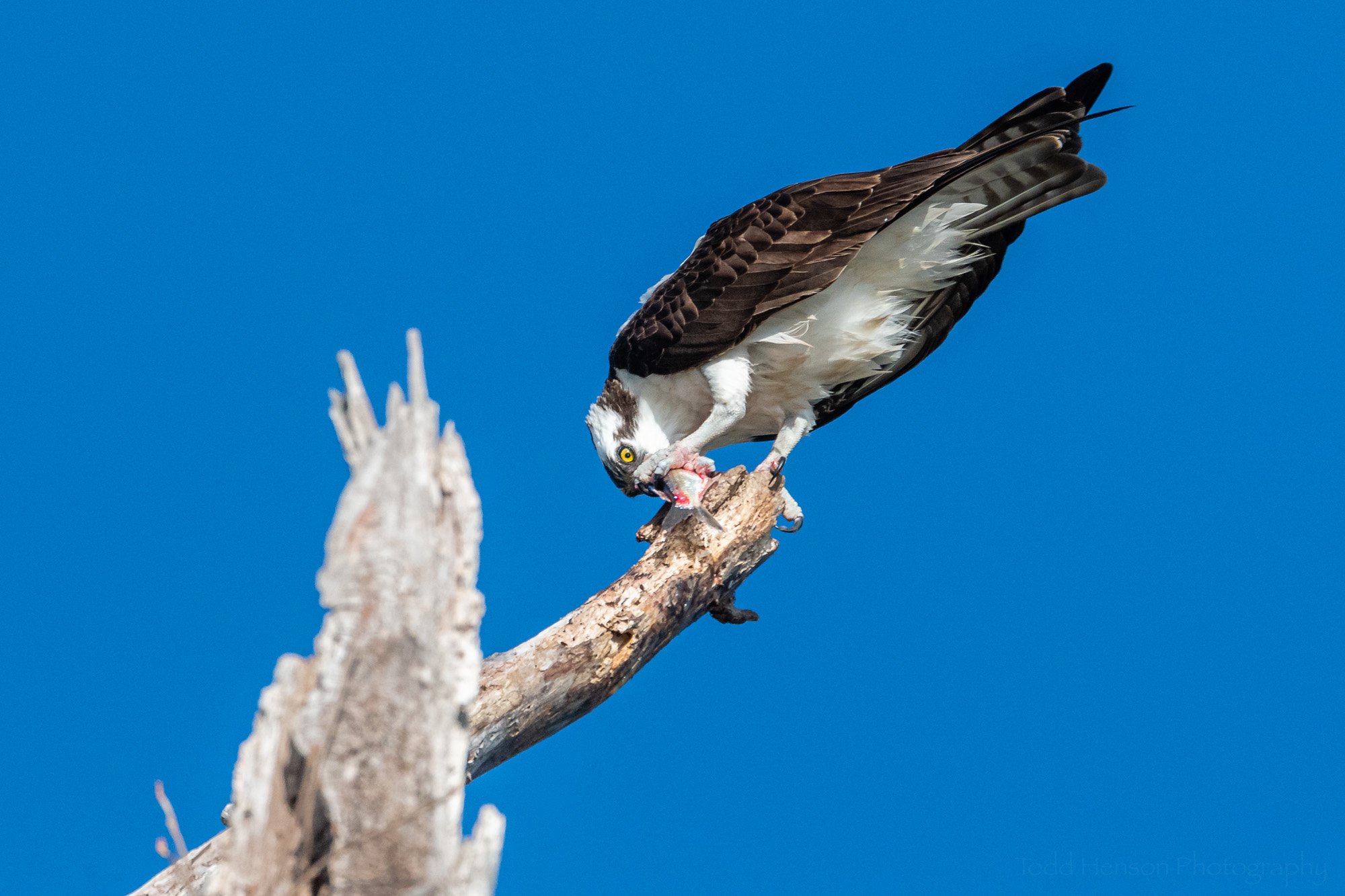 Osprey Ripping Off a Piece of Fish