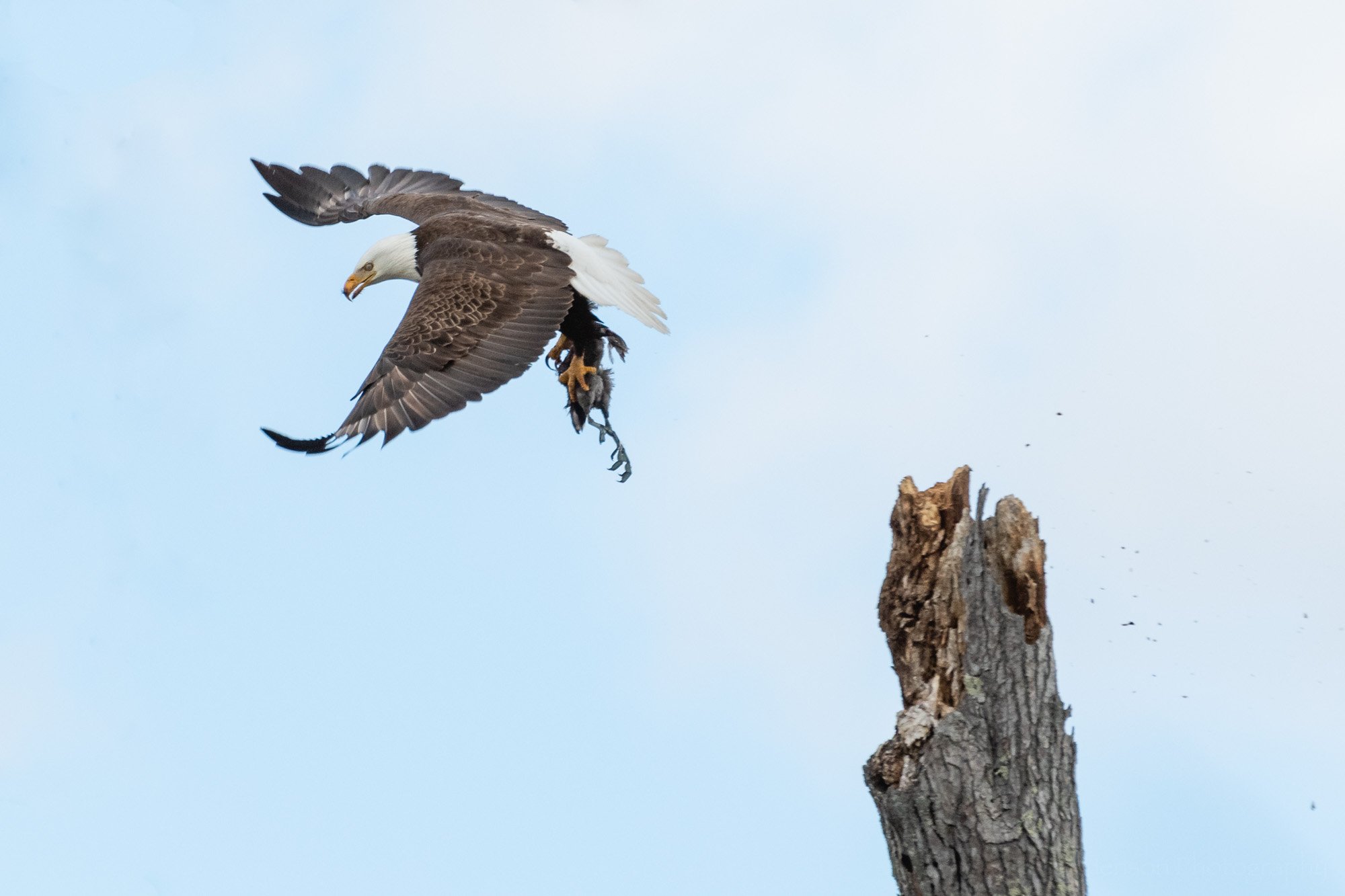 Bald Eagle in Flight, Clasping a Dead Duck