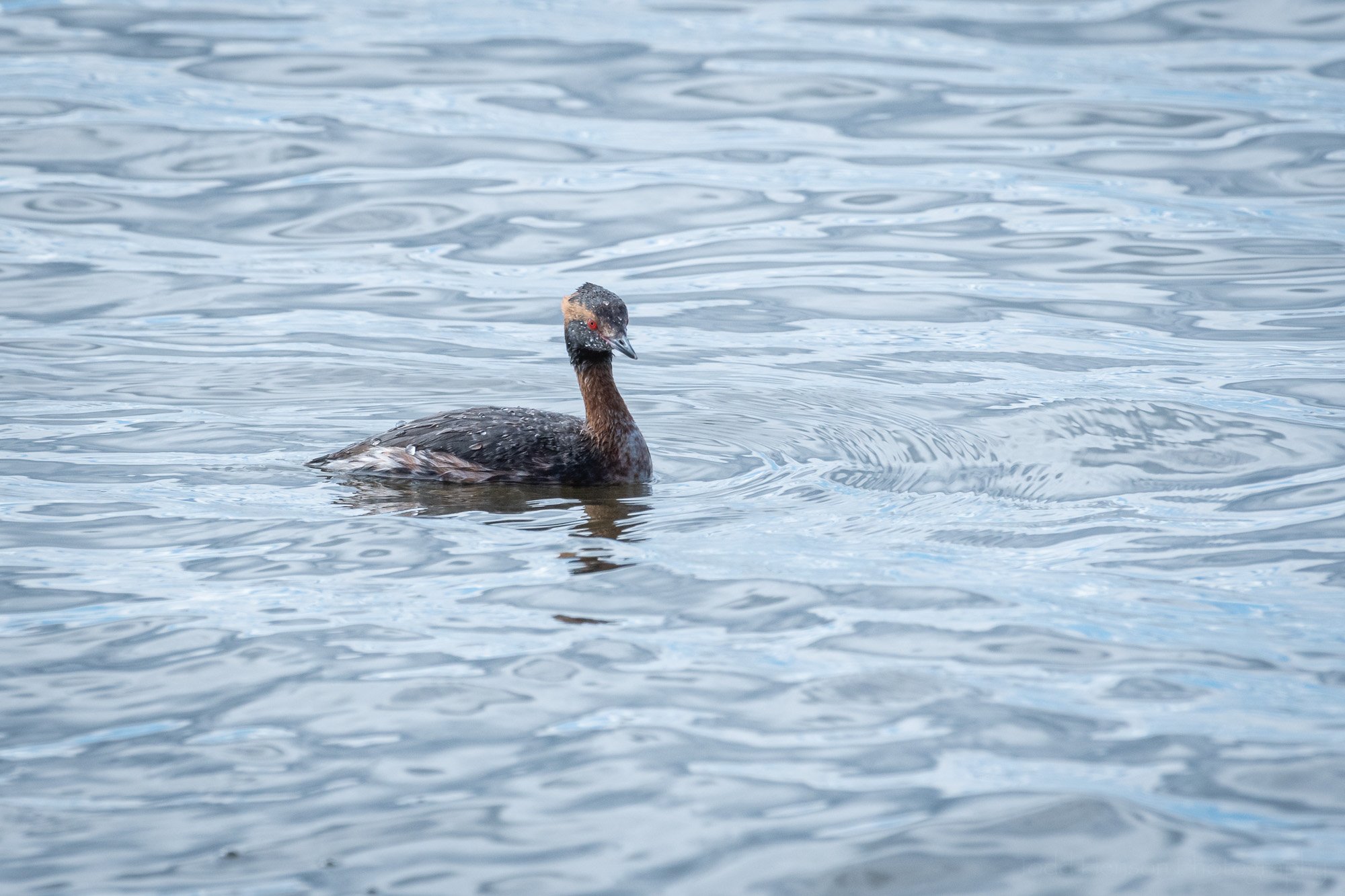 The Mostly Summer Plumage of a Horned Grebe