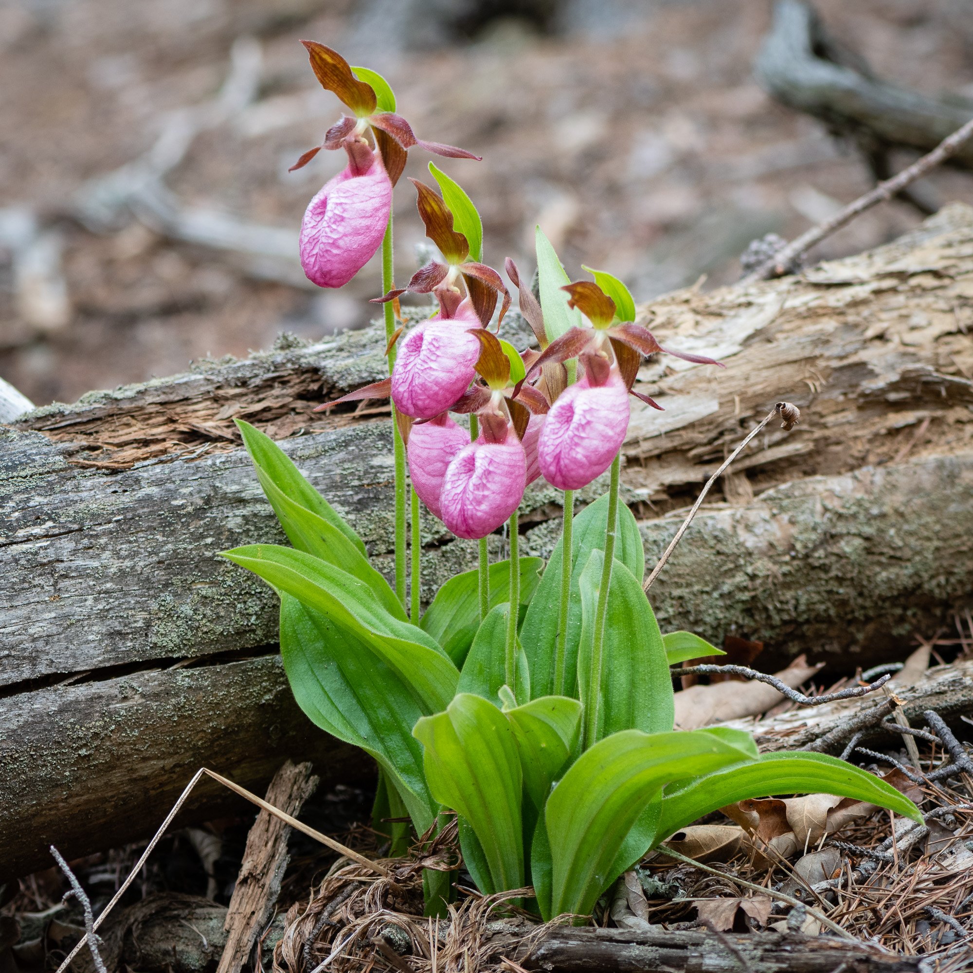 Cluster of Pink Lady Slippers