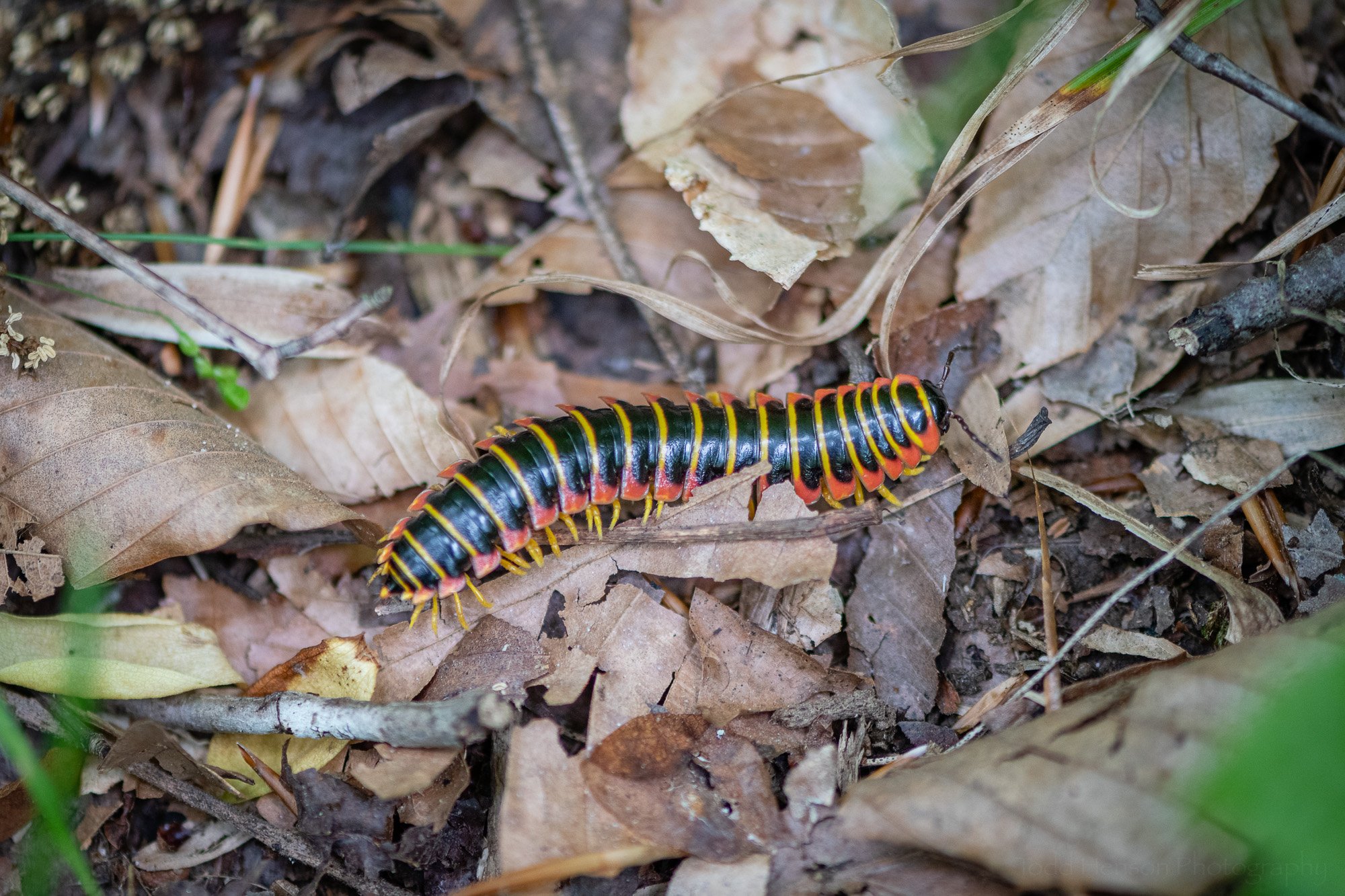 Black-and-gold Flat Millipede