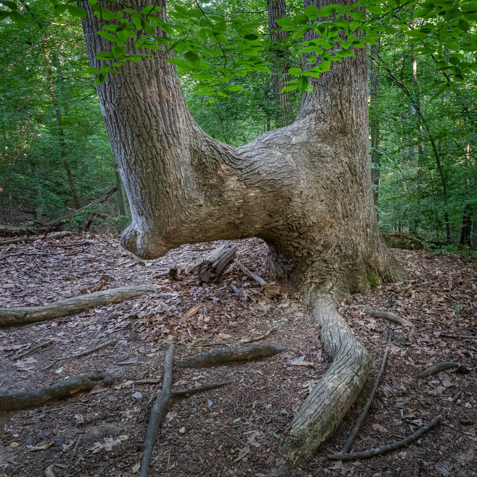 Sometimes a Tree Fascinates Me