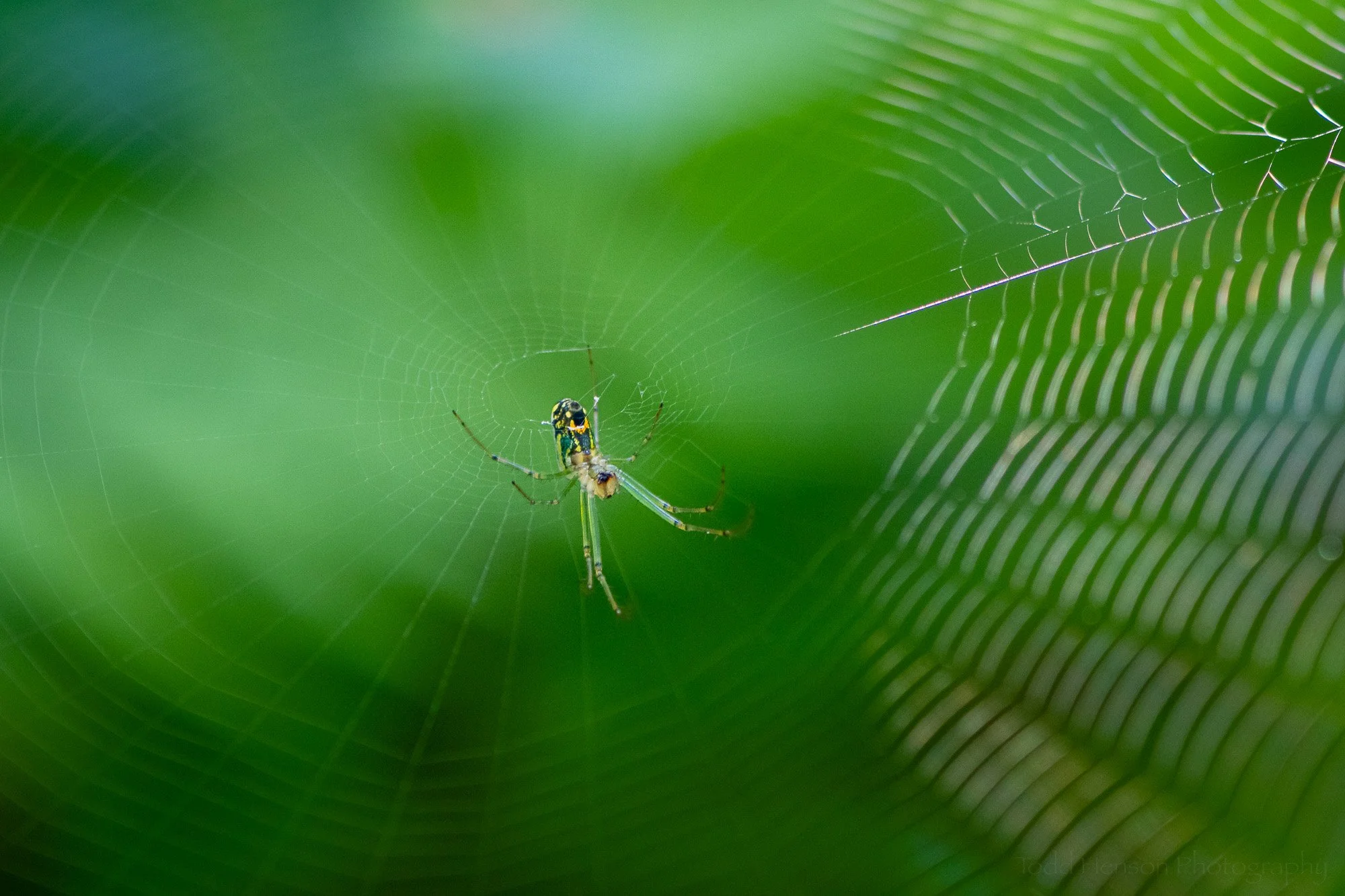 4 Views of Orchard Spiders on Their Web