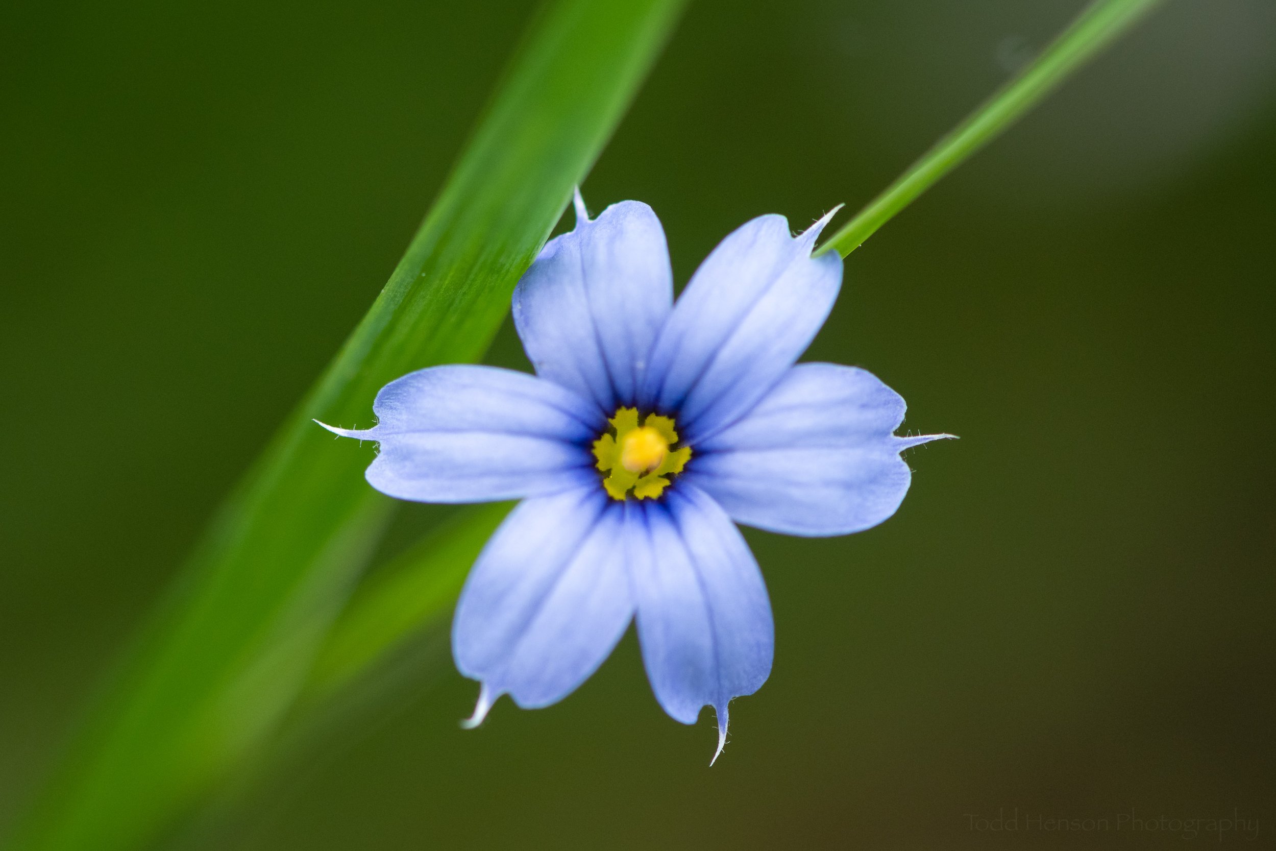 Blue-eyed Grass #2