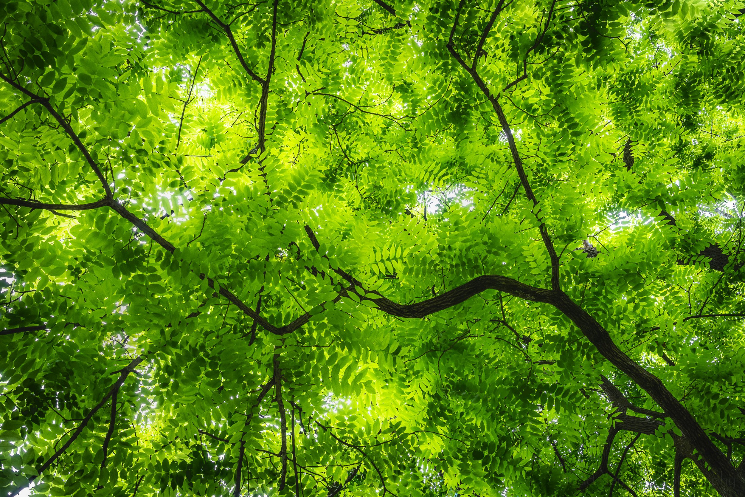 A Canopy in Green