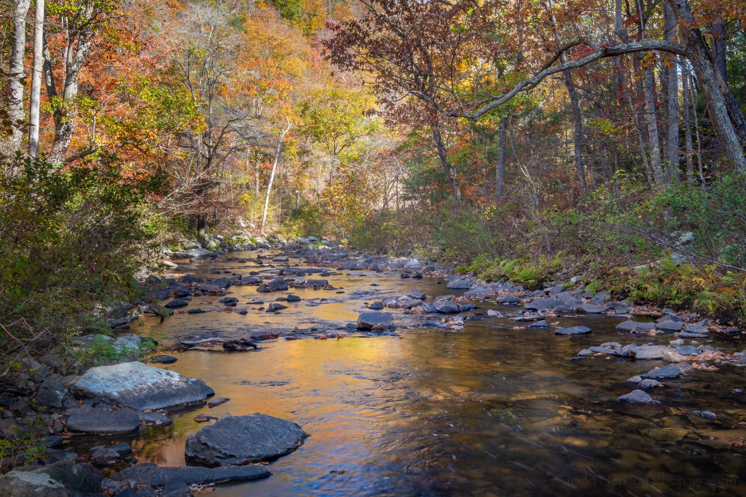 Brief Glimpses of Autumn in Fort Valley, Virginia