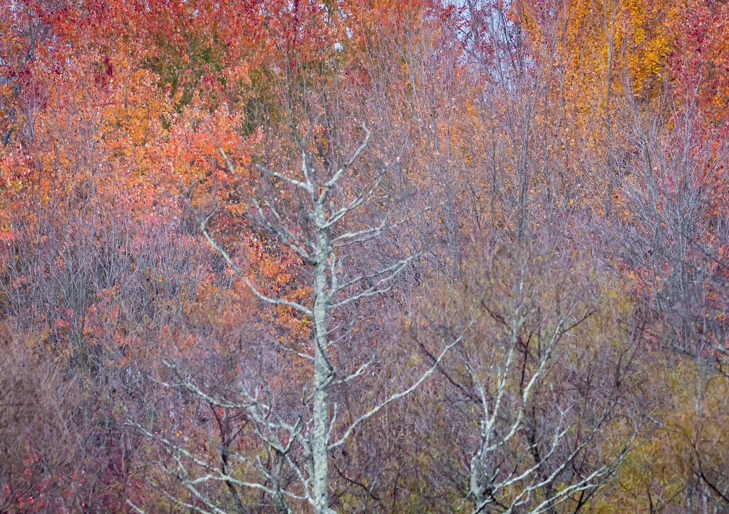 When Autofocus Fails Us — Todd Henson Photography