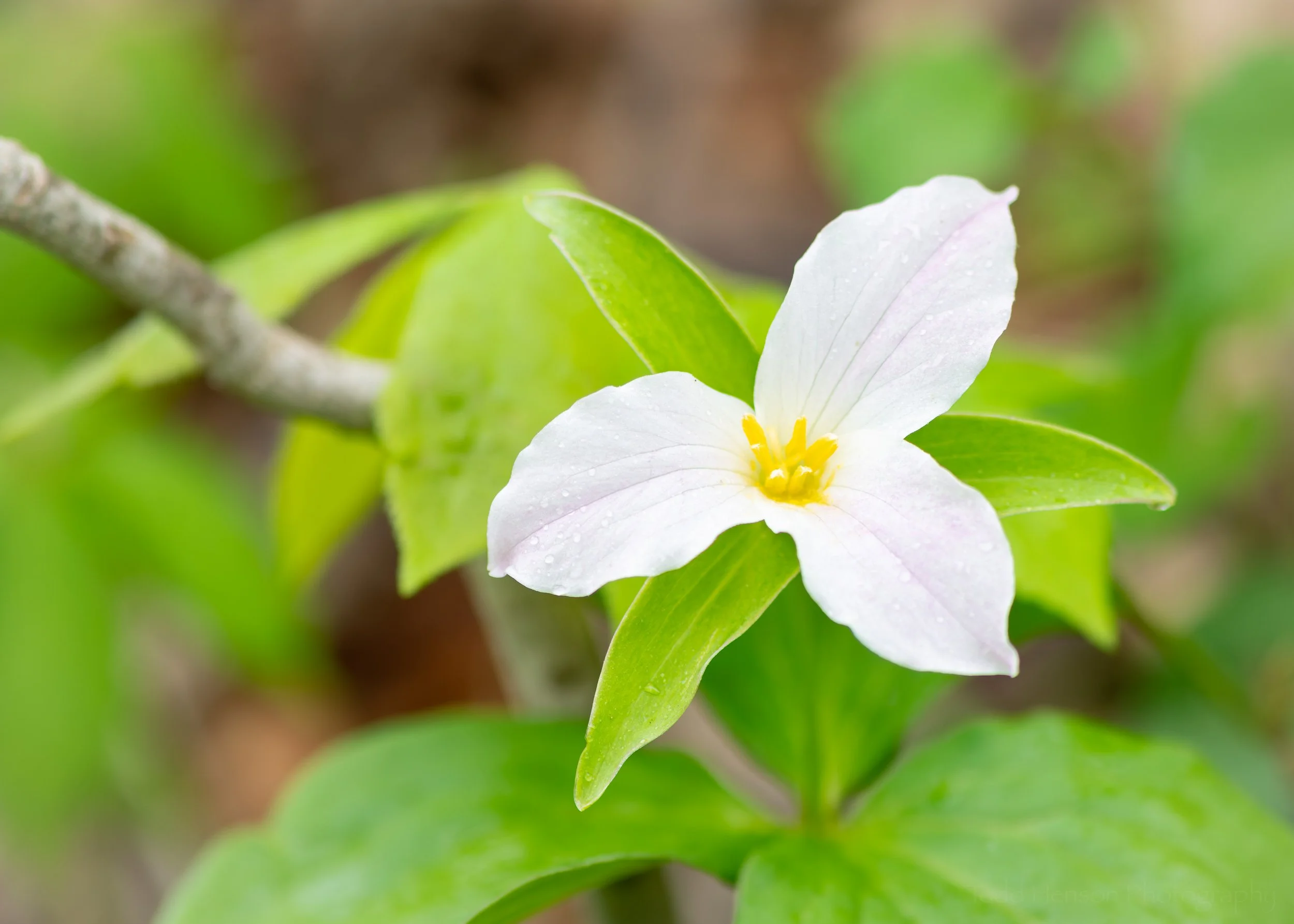 White trillium in the woodlands. I attempted to show just a bit of the wooded environment.