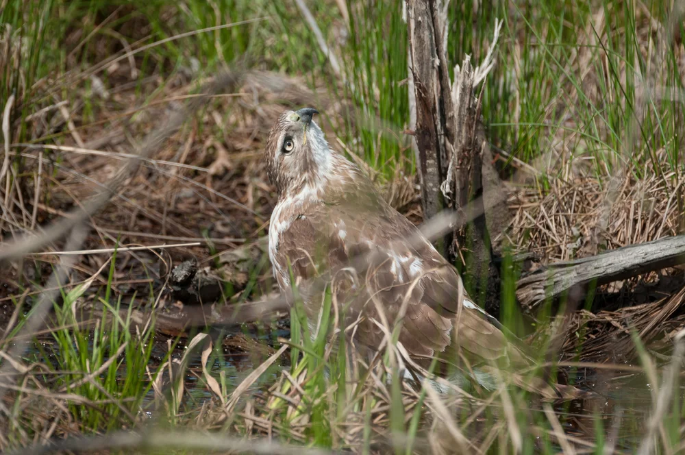 Juvenile Red-tailed Hawk Cooling Off — Todd Henson Photography