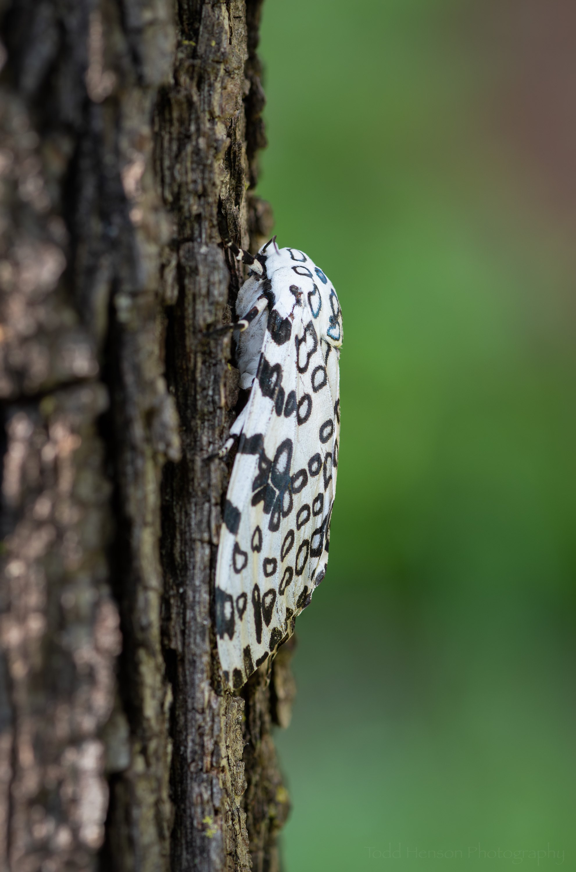 Giant Leopard Moth — Todd Henson Photography