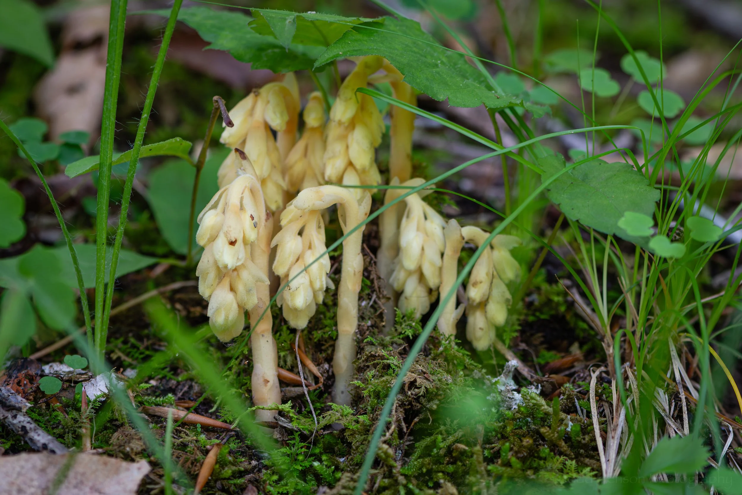Pinesap
