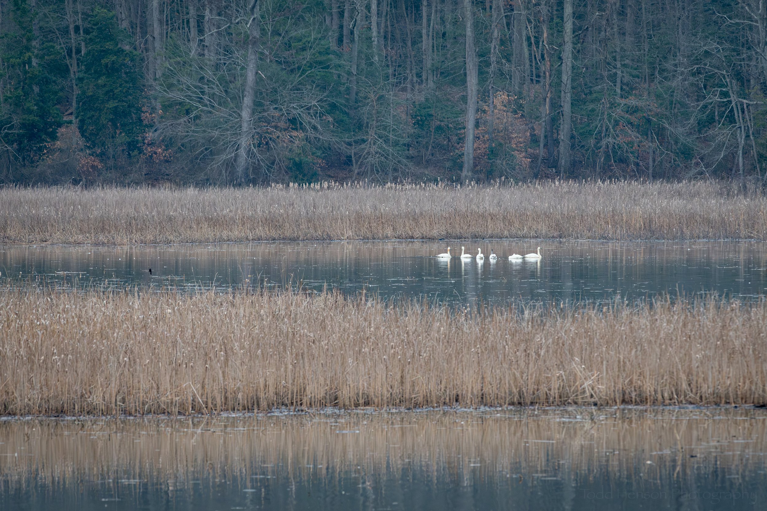 distant-tundra-swans-at-great-marsh_THP.jpg