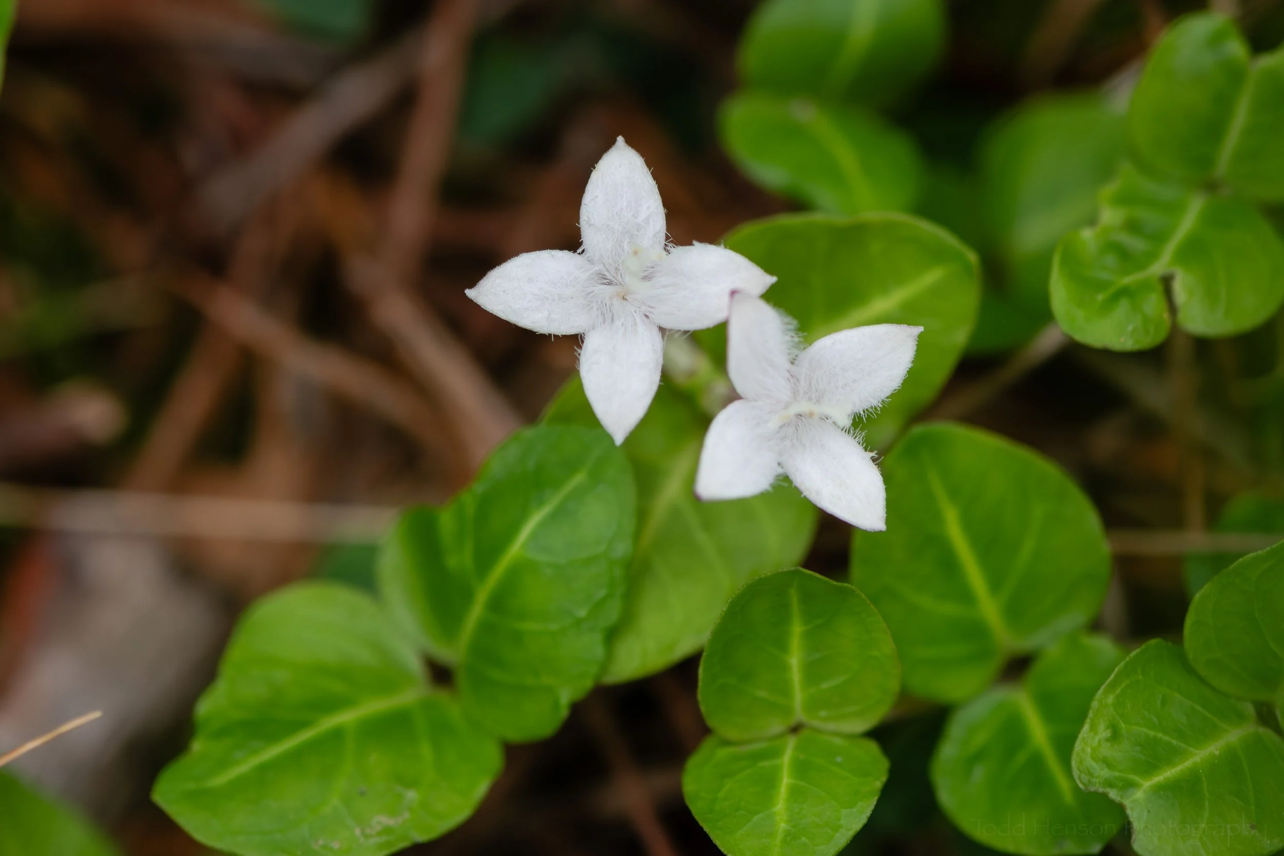 Partridgeberry