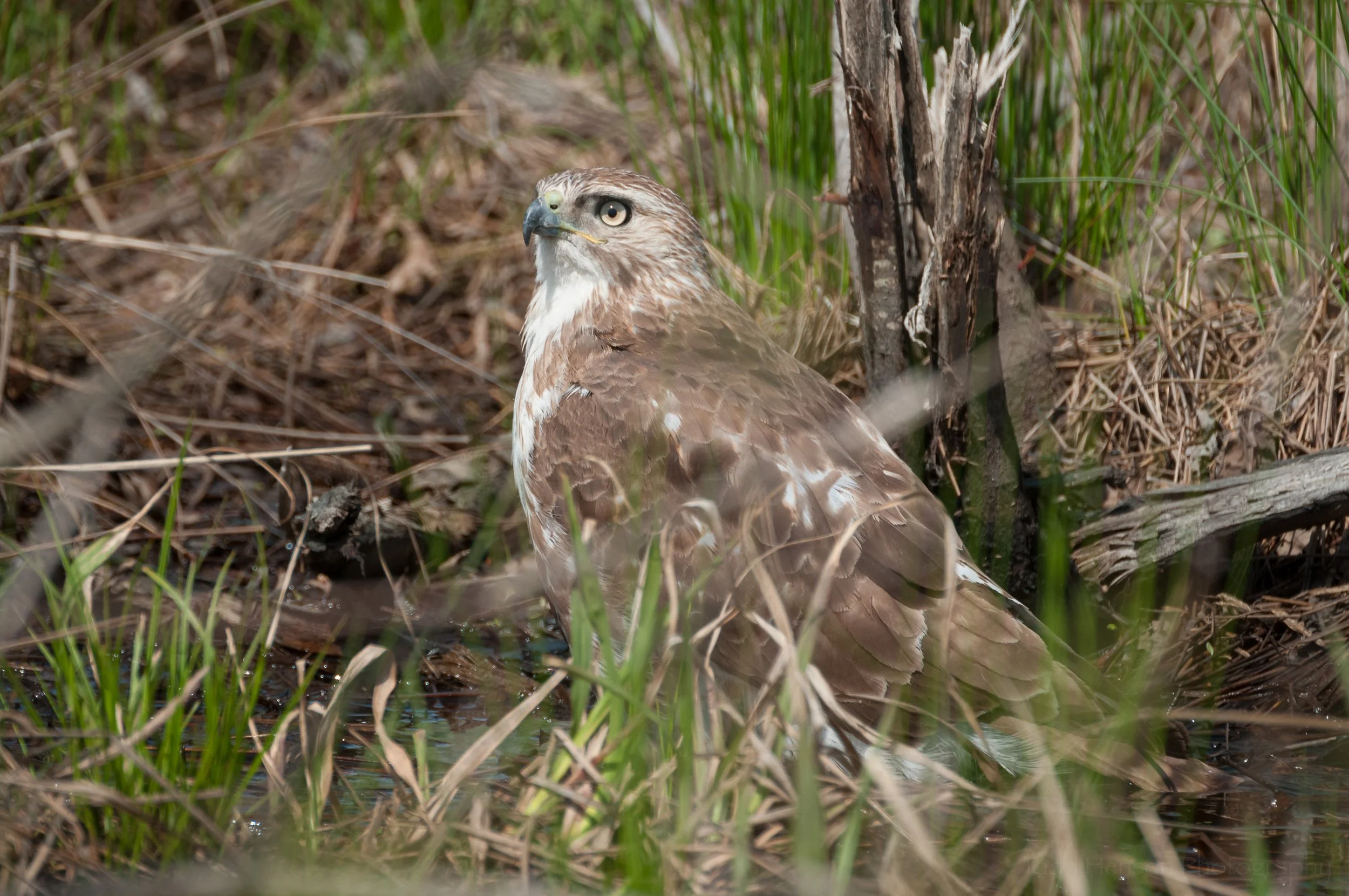 Juvenile Red-tailed Hawk Cooling Off — Todd Henson Photography